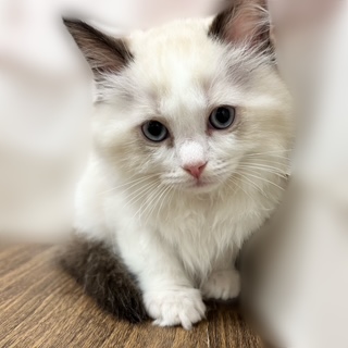 兵庫県のラグドール (犬の家＆猫の里カナート西神戸店/2025年9月9日生まれ/男の子/シールポイントバイカラー)の子猫の4枚目の画像