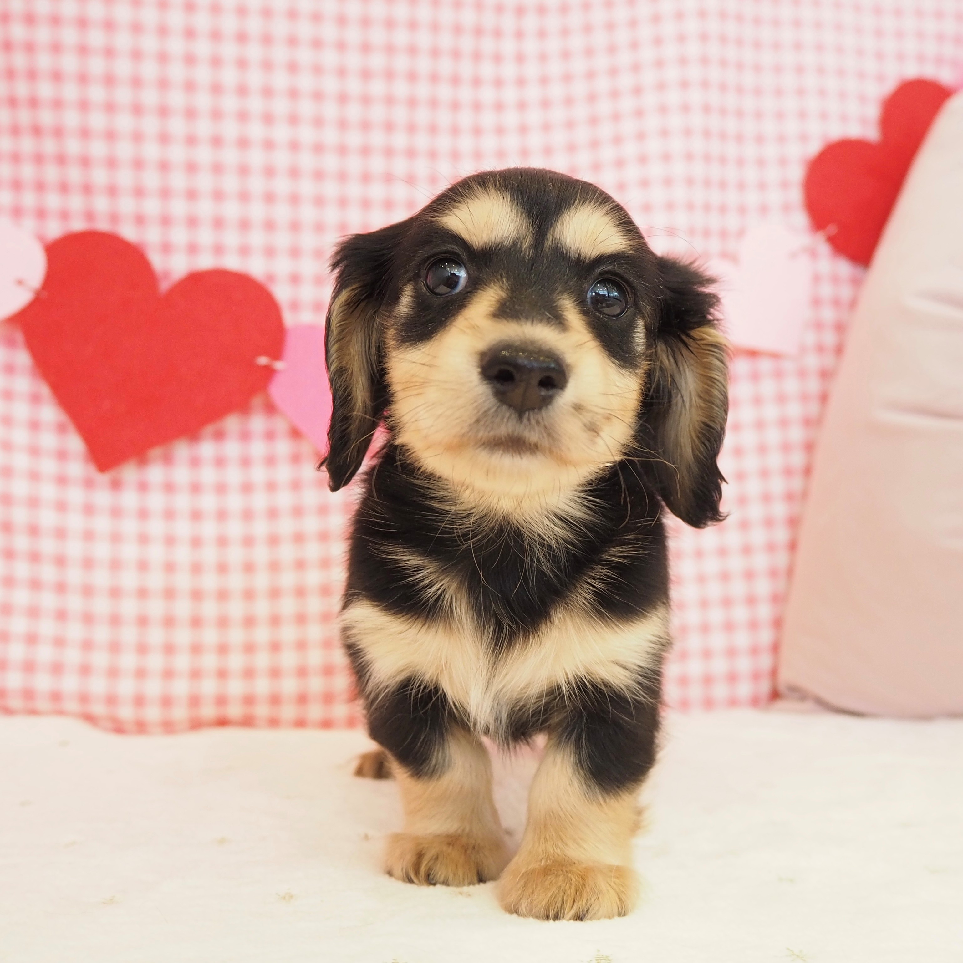 大阪府のカニンヘンダックスフンド(ロング) (犬の家＆猫の里もりのみやキューズモールBASE店/2025年9月12日生まれ/女の子/ブラックイエロー)の子犬の4枚目の画像