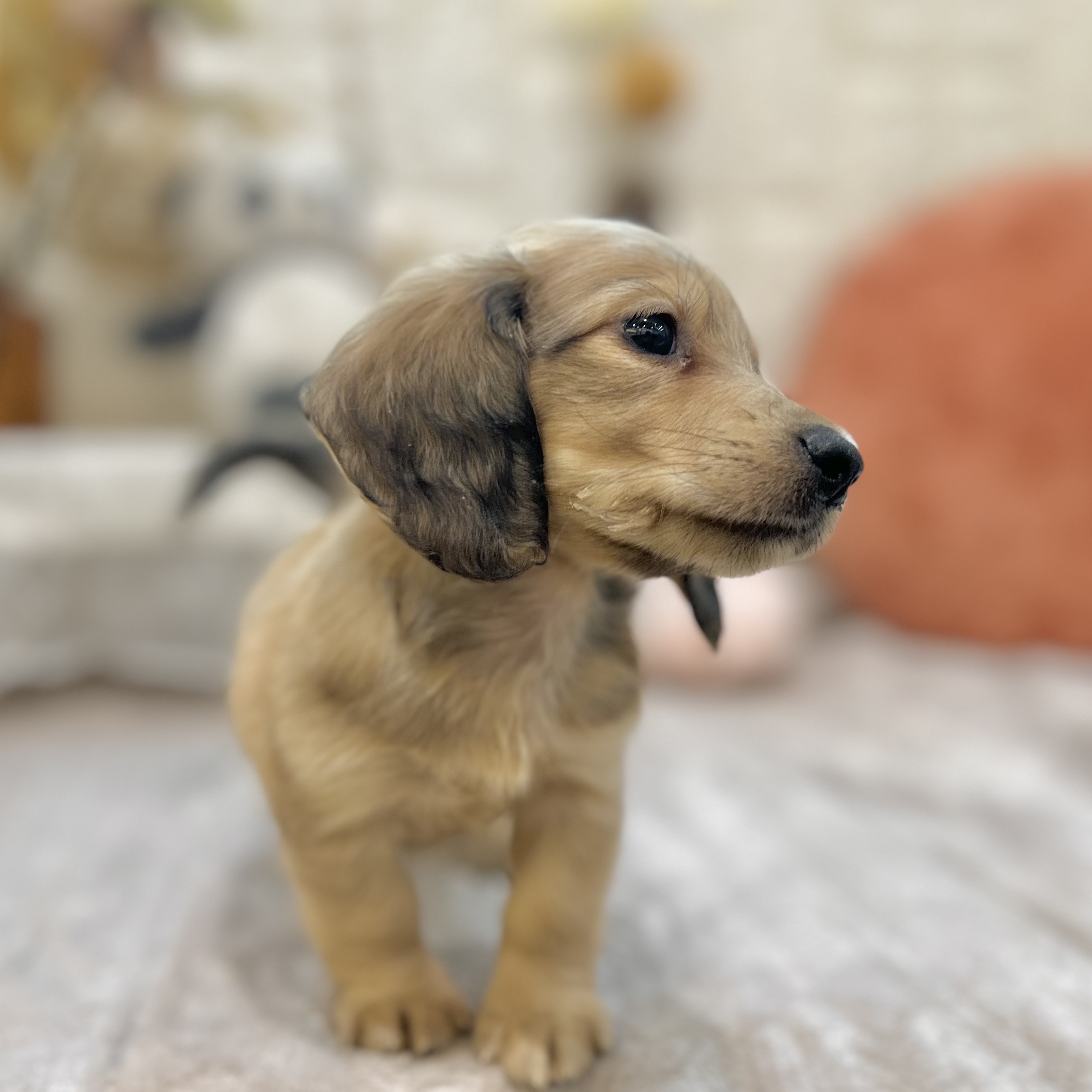 岡山県のミニチュアダックスフンド(ロング) (犬の家＆猫の里倉敷店/2025年9月12日生まれ/男の子/シェーデットイエロー)の子犬の4枚目の画像