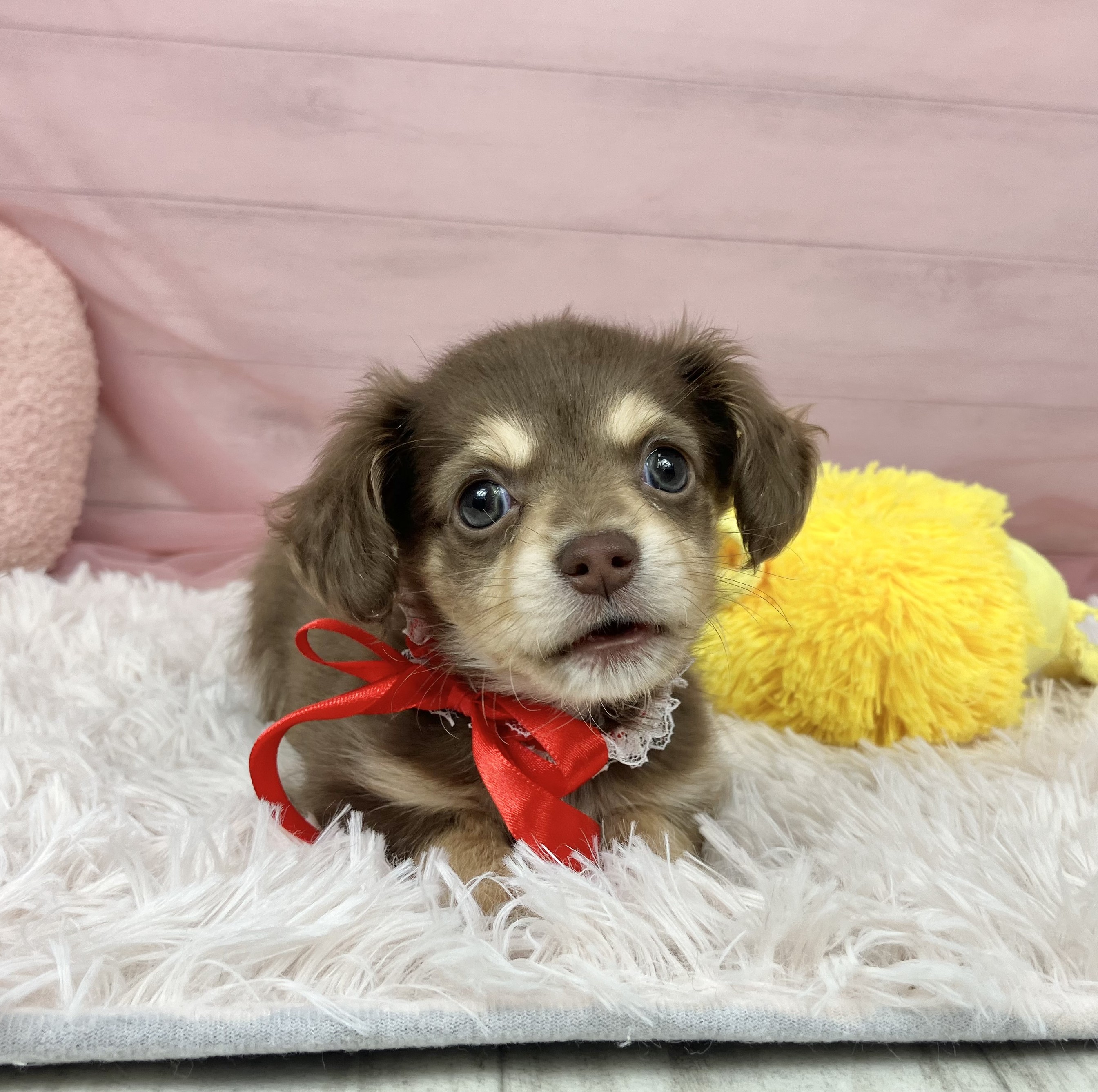 兵庫県のチワックス(チワワ×ダックス) (犬の家＆猫の里川西店/2025年9月12日生まれ/女の子/チョコレートクリーム)の子犬の4枚目の画像