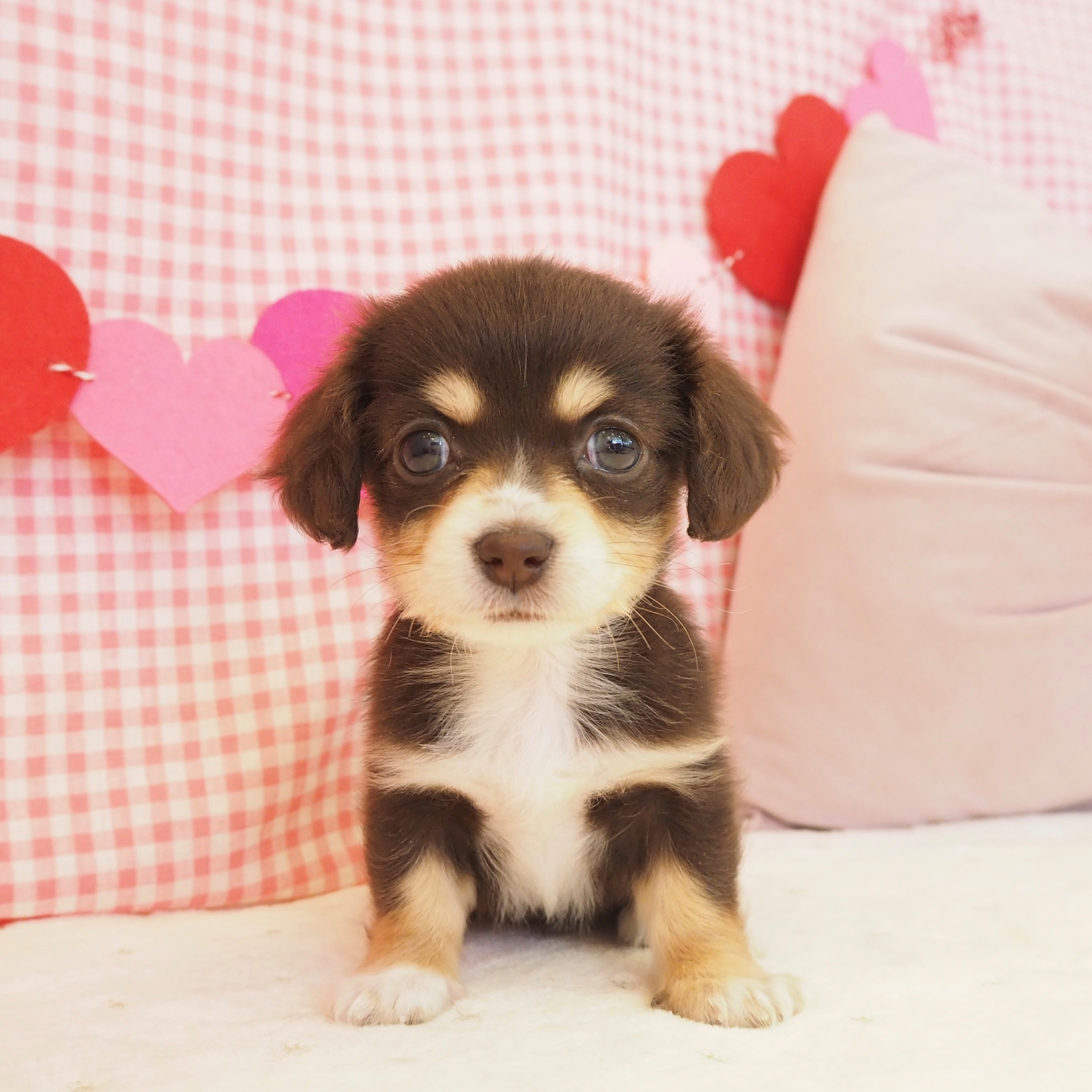 大阪府のチワックス(チワワ×ダックス) (犬の家＆猫の里もりのみやキューズモールBASE店/2025年9月12日生まれ/女の子/チョコレートクリーム)の子犬の1枚目の画像