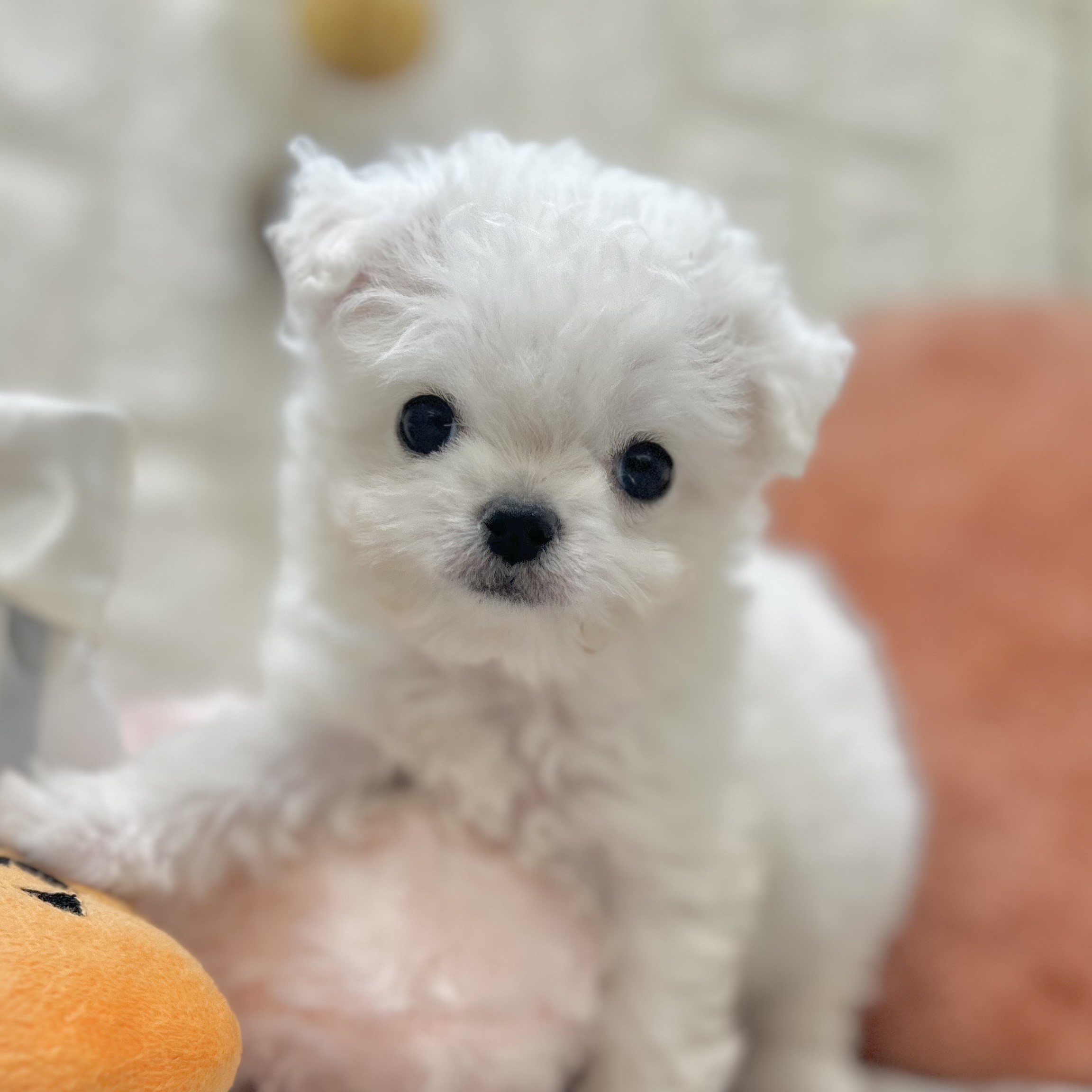 岡山県のチワマル/マルチワ(チワワ×マルチーズ) (犬の家＆猫の里倉敷店/2025年9月14日生まれ/女の子/ホワイト)の子犬の4枚目の画像