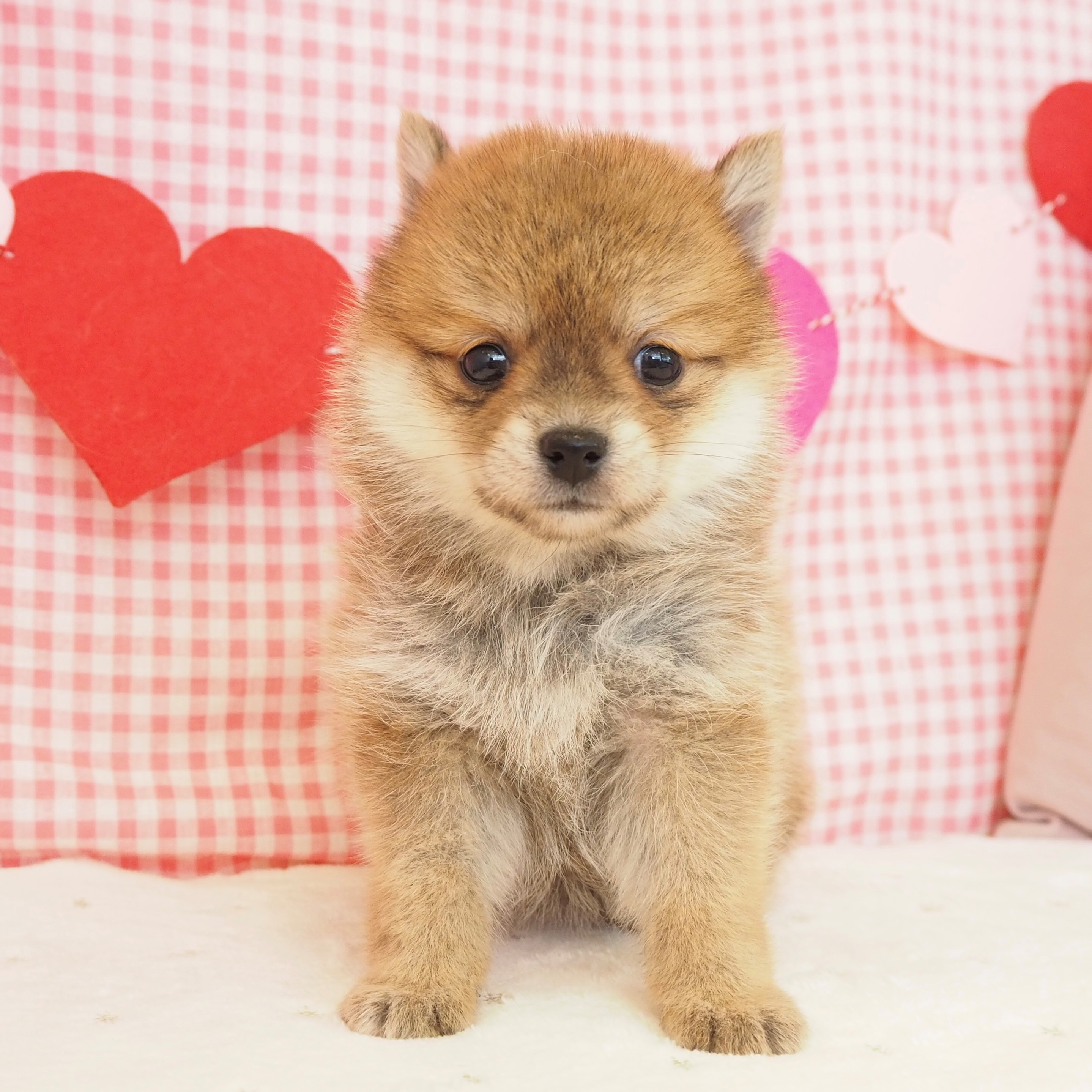 大阪府のポメ柴/豆ポメ/ポメ豆柴(ポメラニアン×柴犬) (犬の家＆猫の里もりのみやキューズモールBASE店/2025年9月14日生まれ/女の子/赤)の子犬の4枚目の画像