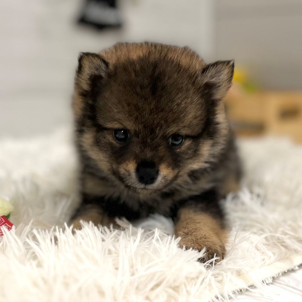 愛知県のポメ柴/豆ポメ/ポメ豆柴(ポメラニアン×柴犬) (犬の家＆猫の里豊田店/2025年9月14日生まれ/女の子/ウルフセーブル)の子犬の4枚目の画像