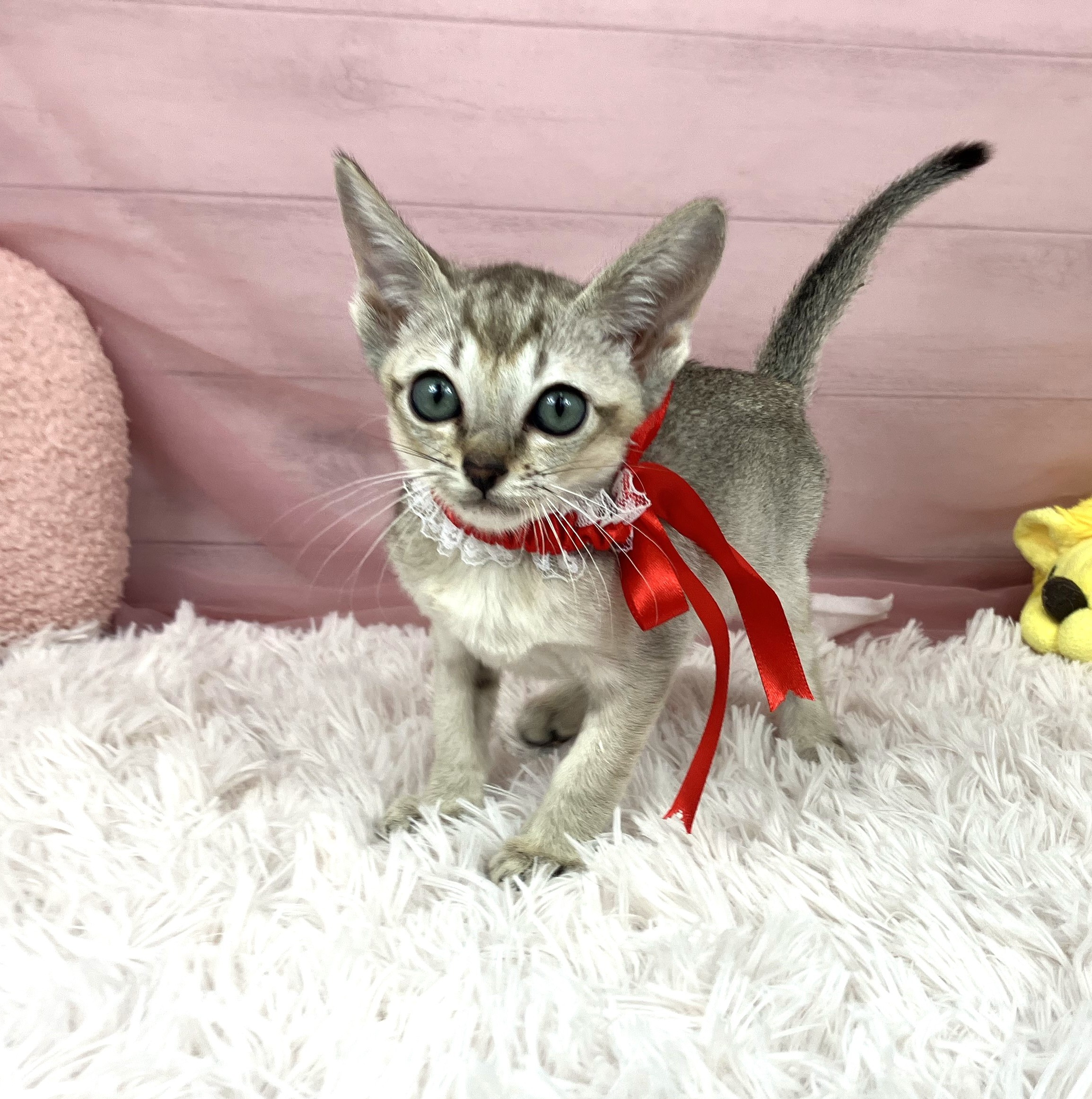 兵庫県のシンガプーラ (犬の家＆猫の里川西店/2025年9月8日生まれ/女の子/セピアアグーティ)の子猫の4枚目の画像