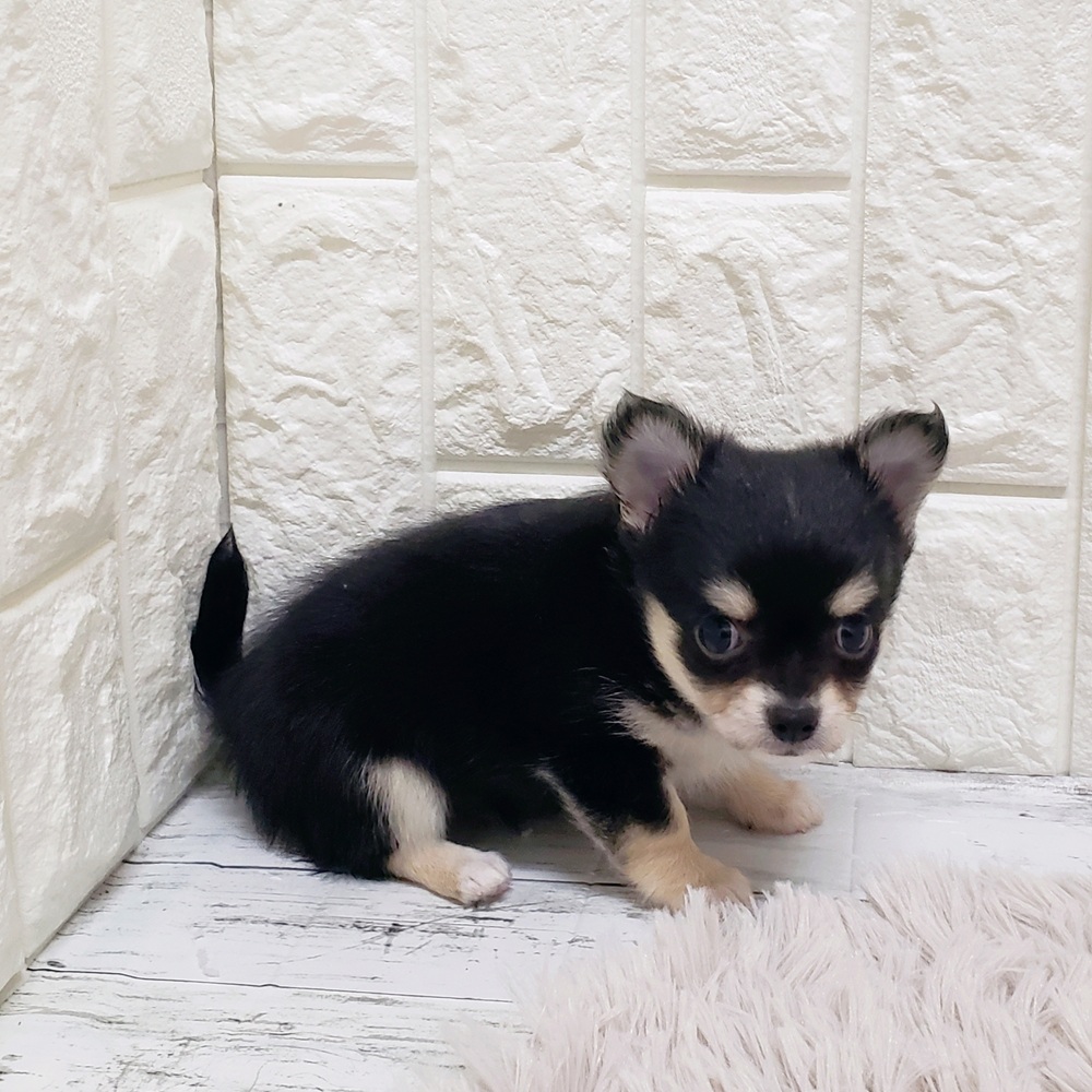 岡山県のチワワ(ロング) (犬の家＆猫の里岡山店/2025年9月12日生まれ/女の子/ブラッククリーム)の子犬の4枚目の画像