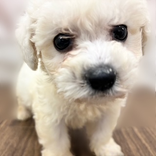 兵庫県のビションフリーゼ (犬の家＆猫の里カナート西神戸店/2025年9月14日生まれ/男の子/ホワイト)の子犬の4枚目の画像