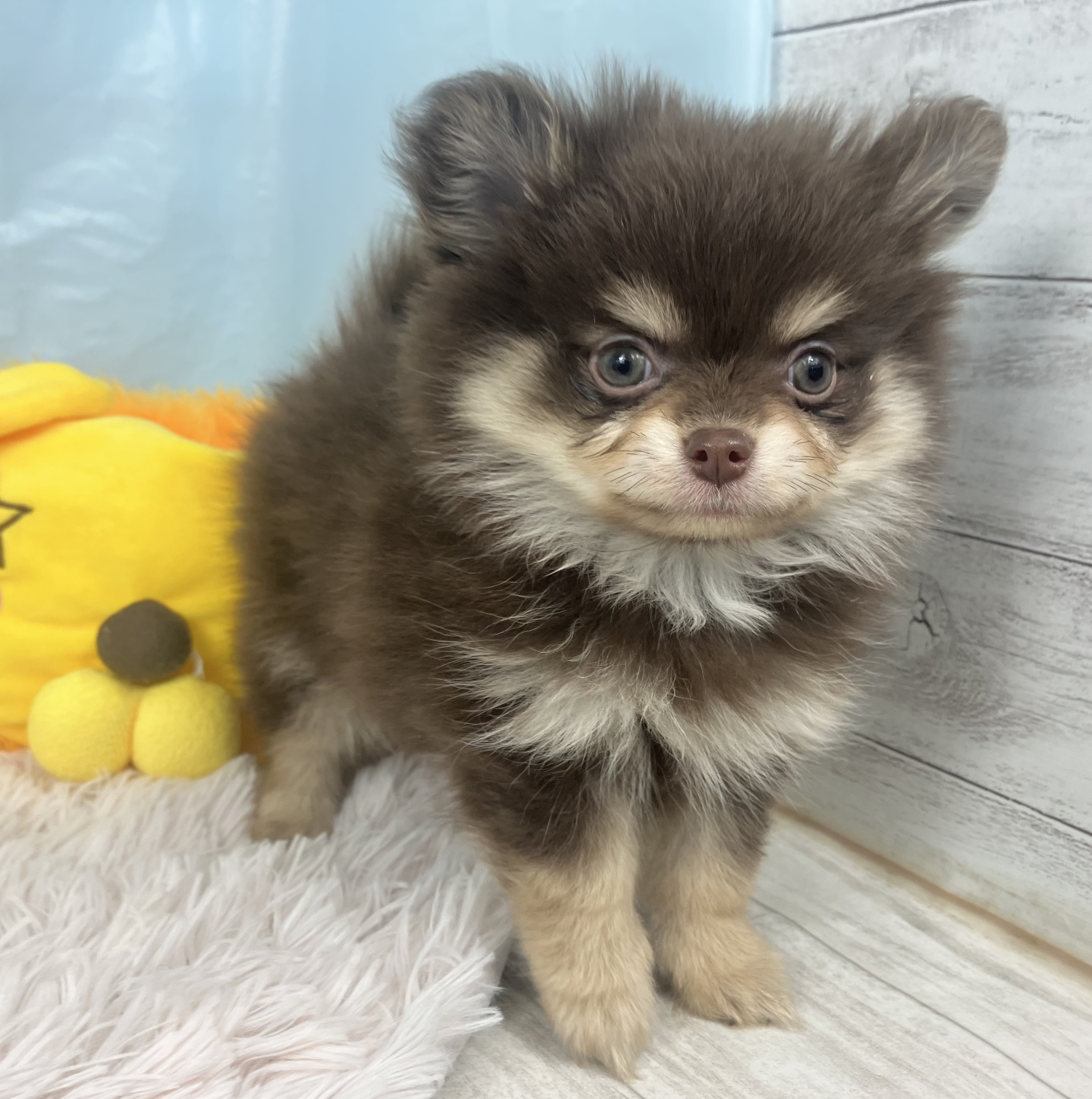 兵庫県のポメチワ/チワポメ/ポメチー(ポメラニアン×チワワ) (犬の家＆猫の里川西店/2025年9月14日生まれ/男の子/チョコレートタン)の子犬の4枚目の画像