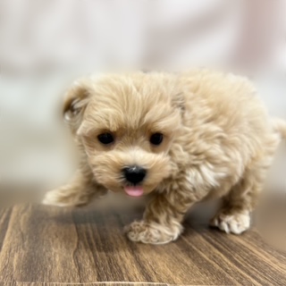 兵庫県のマルプー(マルチーズ×プードル) (犬の家＆猫の里カナート西神戸店/2025年9月12日生まれ/男の子/クリーム)の子犬の4枚目の画像