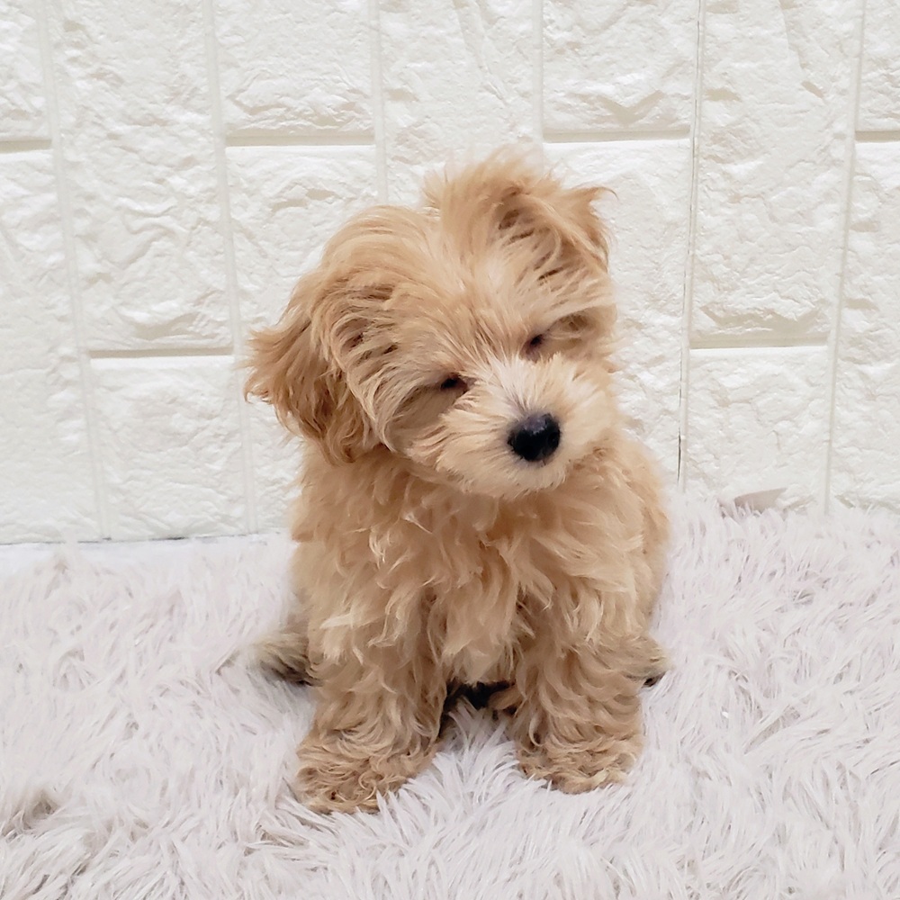 岡山県のマルプー(マルチーズ×プードル) (犬の家＆猫の里岡山店/2025年9月8日生まれ/女の子/クリーム)の子犬の4枚目の画像