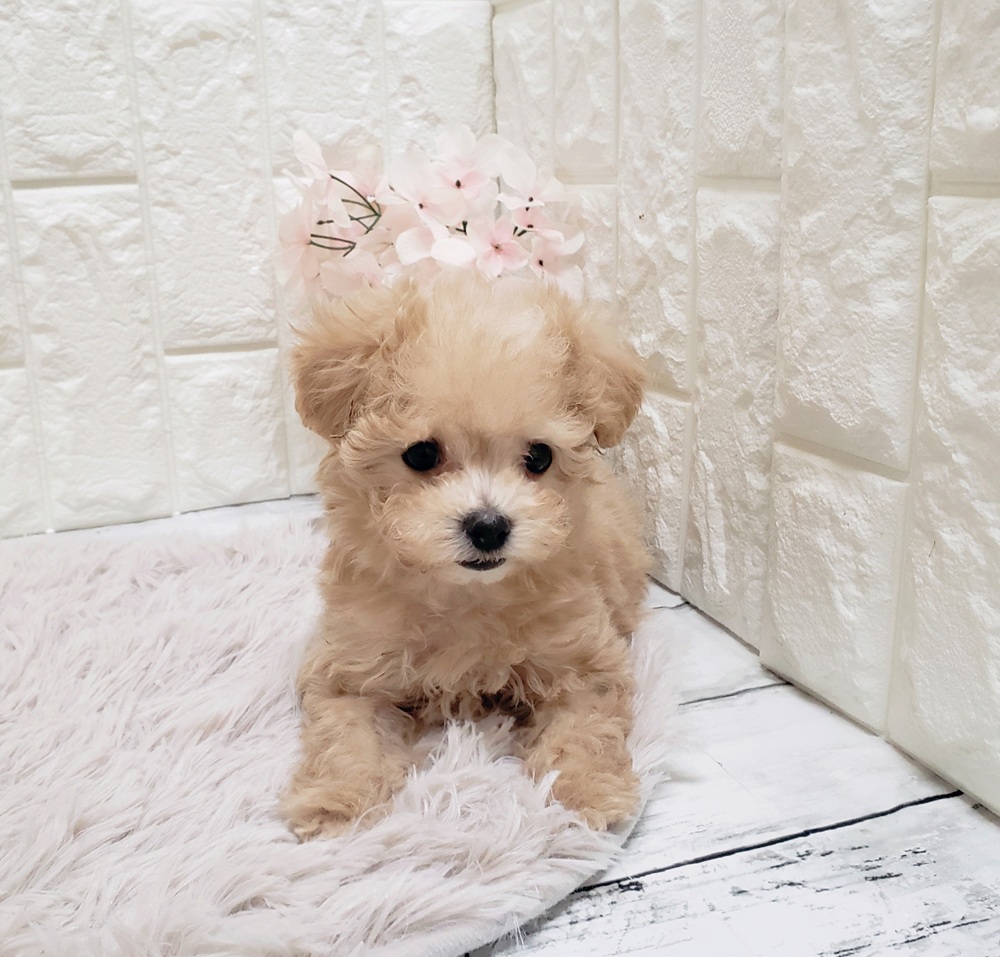 岡山県のマルプー(マルチーズ×プードル) (犬の家＆猫の里岡山店/2025年9月14日生まれ/女の子/クリーム)の子犬の4枚目の画像