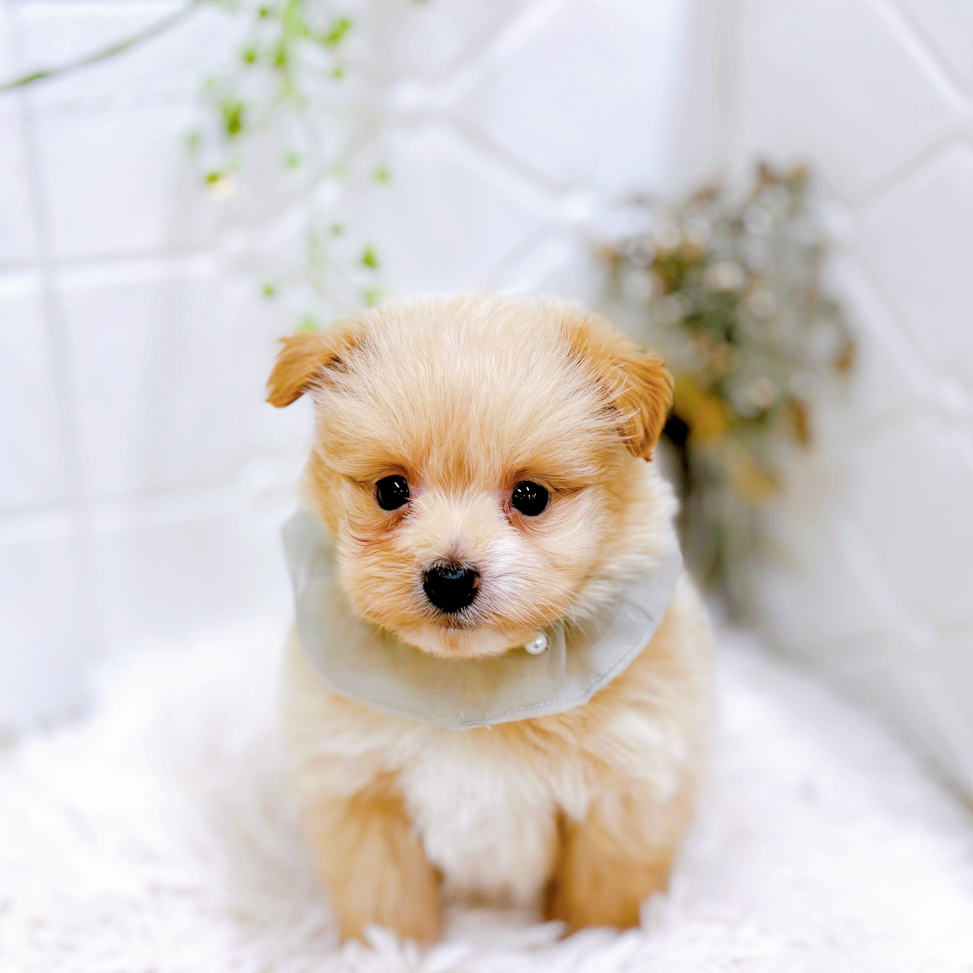 福井県のポメプー(ポメラニアン×プードル) (犬の家＆猫の里アミーゴ福井店/2025年9月8日生まれ/男の子/クリーム)の子犬の4枚目の画像