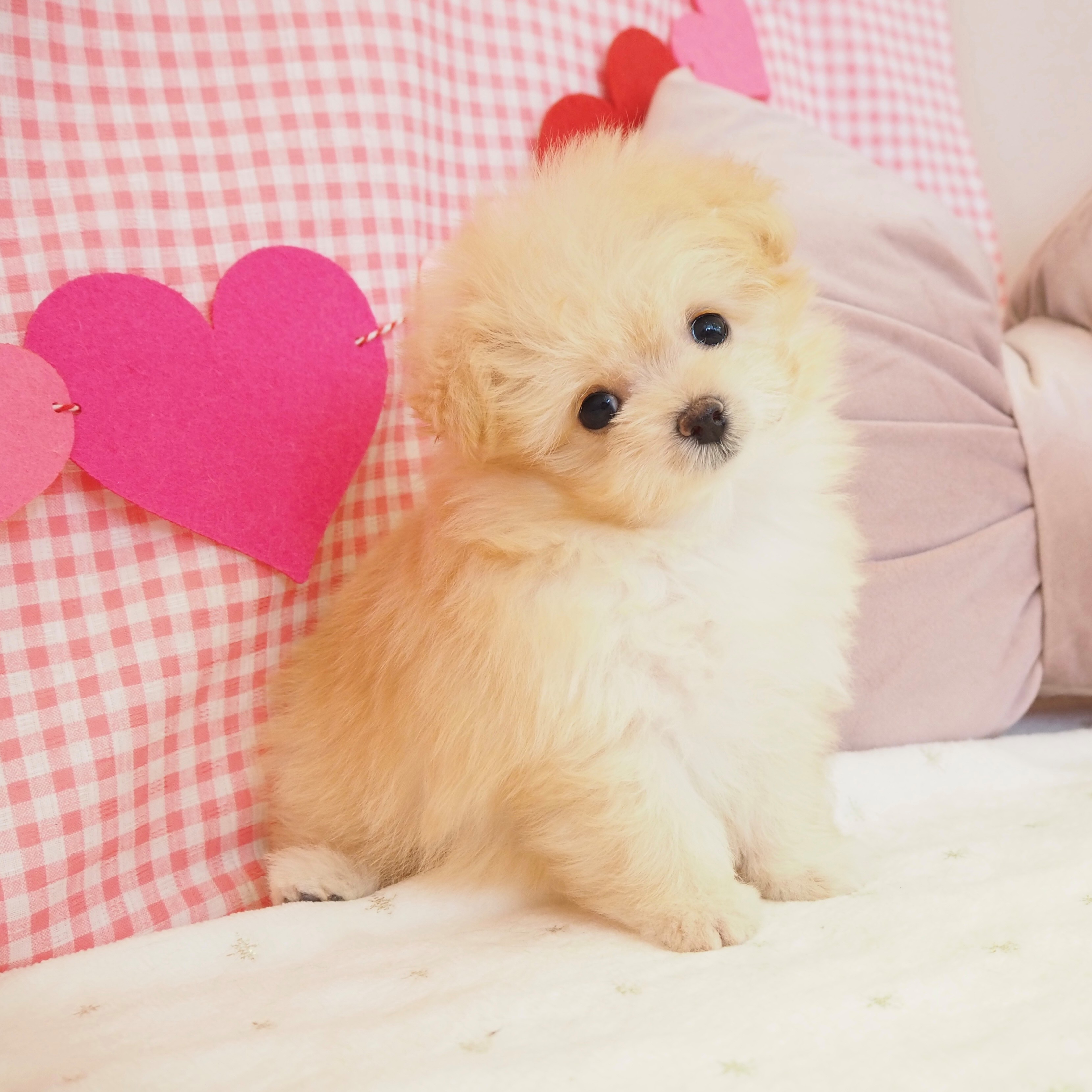 大阪府のポメプー(ポメラニアン×プードル) (犬の家＆猫の里もりのみやキューズモールBASE店/2025年9月11日生まれ/男の子/オレンジフォーン)の子犬の4枚目の画像