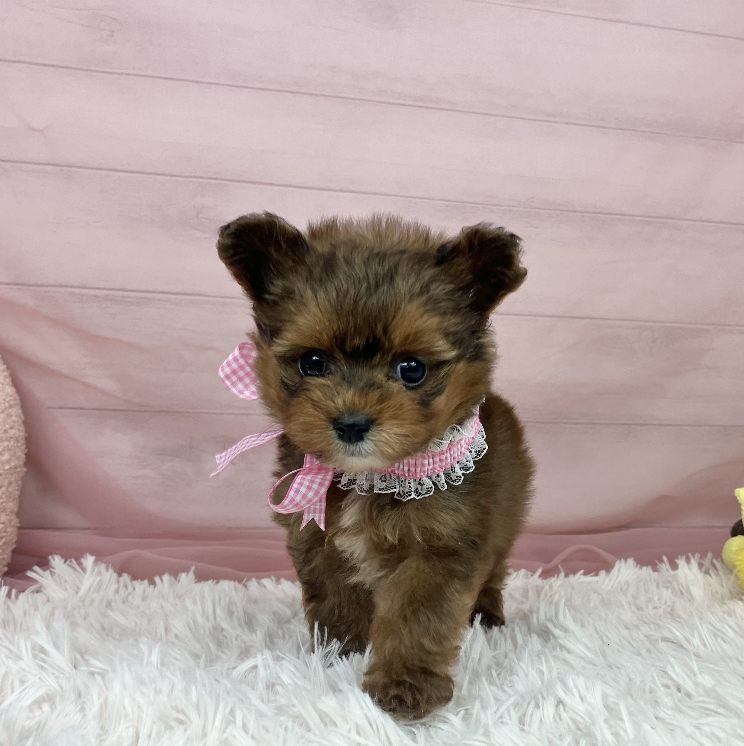 兵庫県のポメプー(ポメラニアン×プードル) (犬の家＆猫の里川西店/2025年9月12日生まれ/女の子/オレンジ)の子犬の1枚目の画像