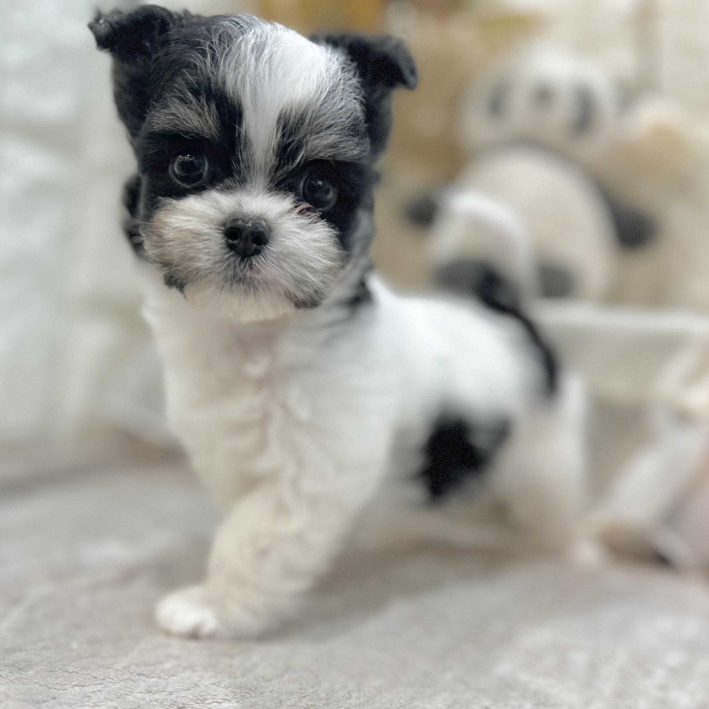 岡山県のチワマル/マルチワ(チワワ×マルチーズ) (犬の家＆猫の里倉敷店/2025年9月11日生まれ/男の子/ホワイトブラック)の子犬の4枚目の画像