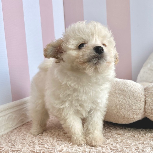 岡山県のポメビション(ポメラニアン×ビションフリーゼ) (犬の家＆猫の里倉敷中庄店/2025年9月13日生まれ/男の子/クリーム)の子犬の4枚目の画像