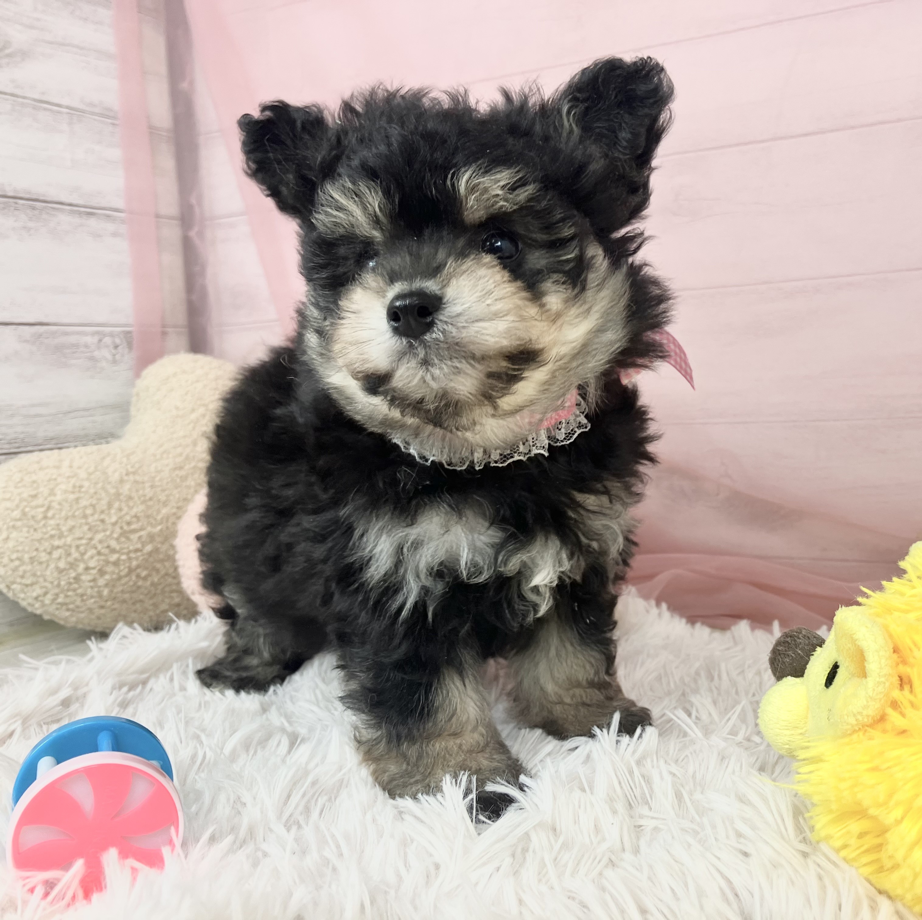 兵庫県のポメビション(ポメラニアン×ビションフリーゼ) (犬の家＆猫の里川西店/2025年9月13日生まれ/女の子/ブラックタン)の子犬の4枚目の画像