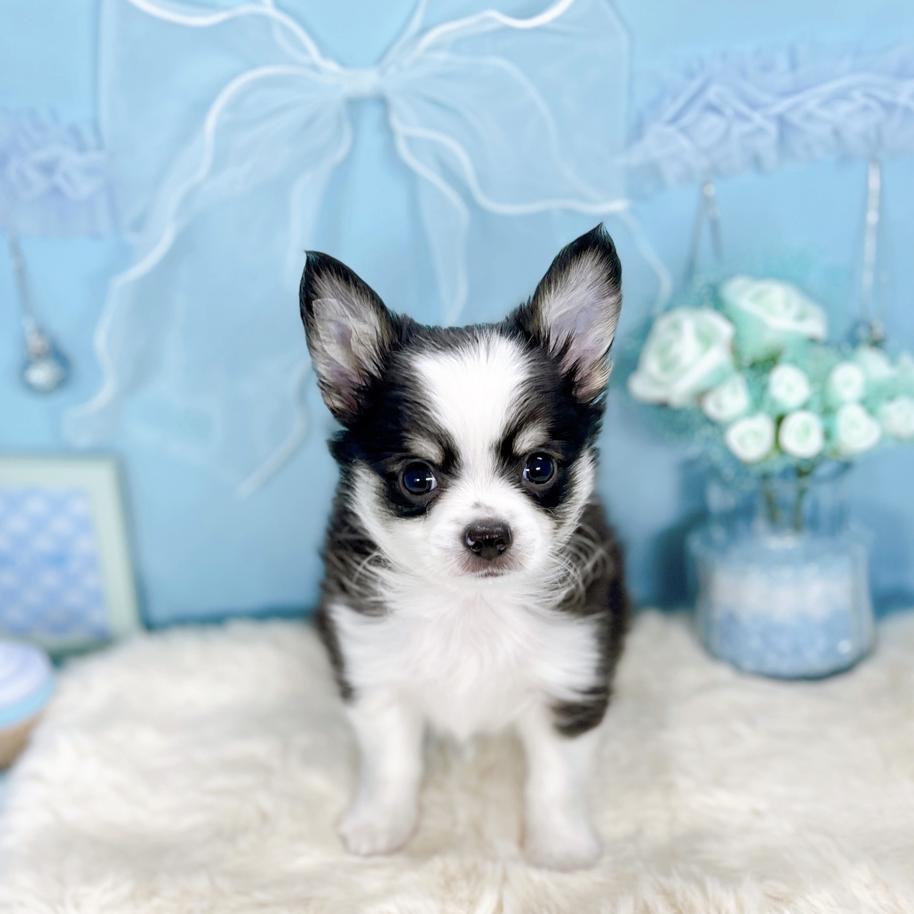 福井県のチワワ(ロング) (犬の家＆猫の里アミーゴ福井大和田店/2025年9月12日生まれ/男の子/ブラッククリームホワイト)の子犬