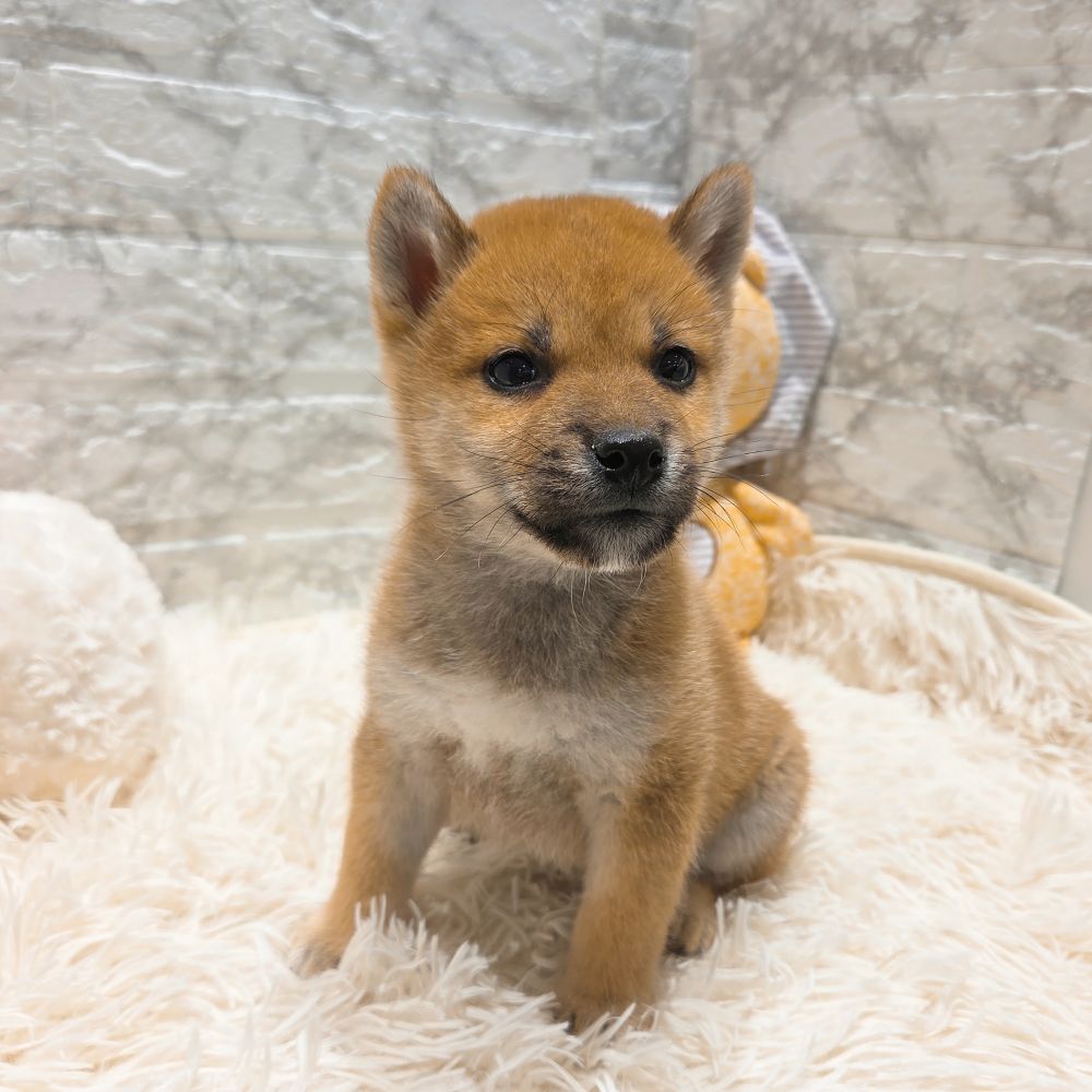 愛知県の柴犬(標準サイズ) (犬の家＆猫の里MiO香久山店/2025年9月13日生まれ/男の子/赤)の子犬の4枚目の画像