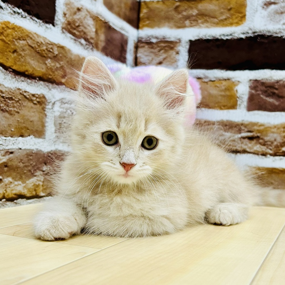 愛知県のサイベリアン (犬の家＆猫の里七宝店/2025年9月11日生まれ/男の子/クリームタビー)の子猫の4枚目の画像