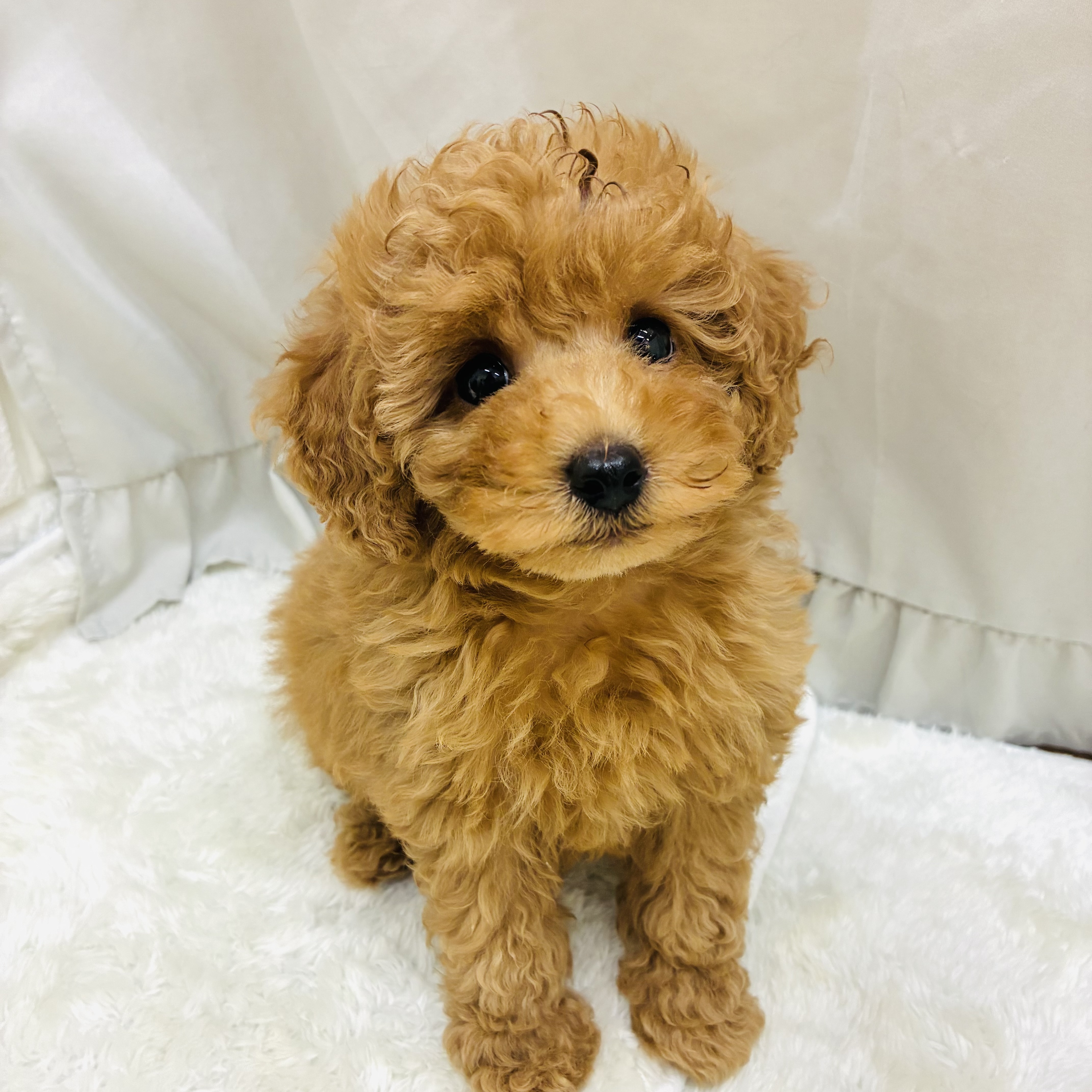 愛知県のトイプードル(トイ) (犬の家＆猫の里アミーゴ神の倉店/2025年9月14日生まれ/男の子/レッド)の子犬の1枚目の画像