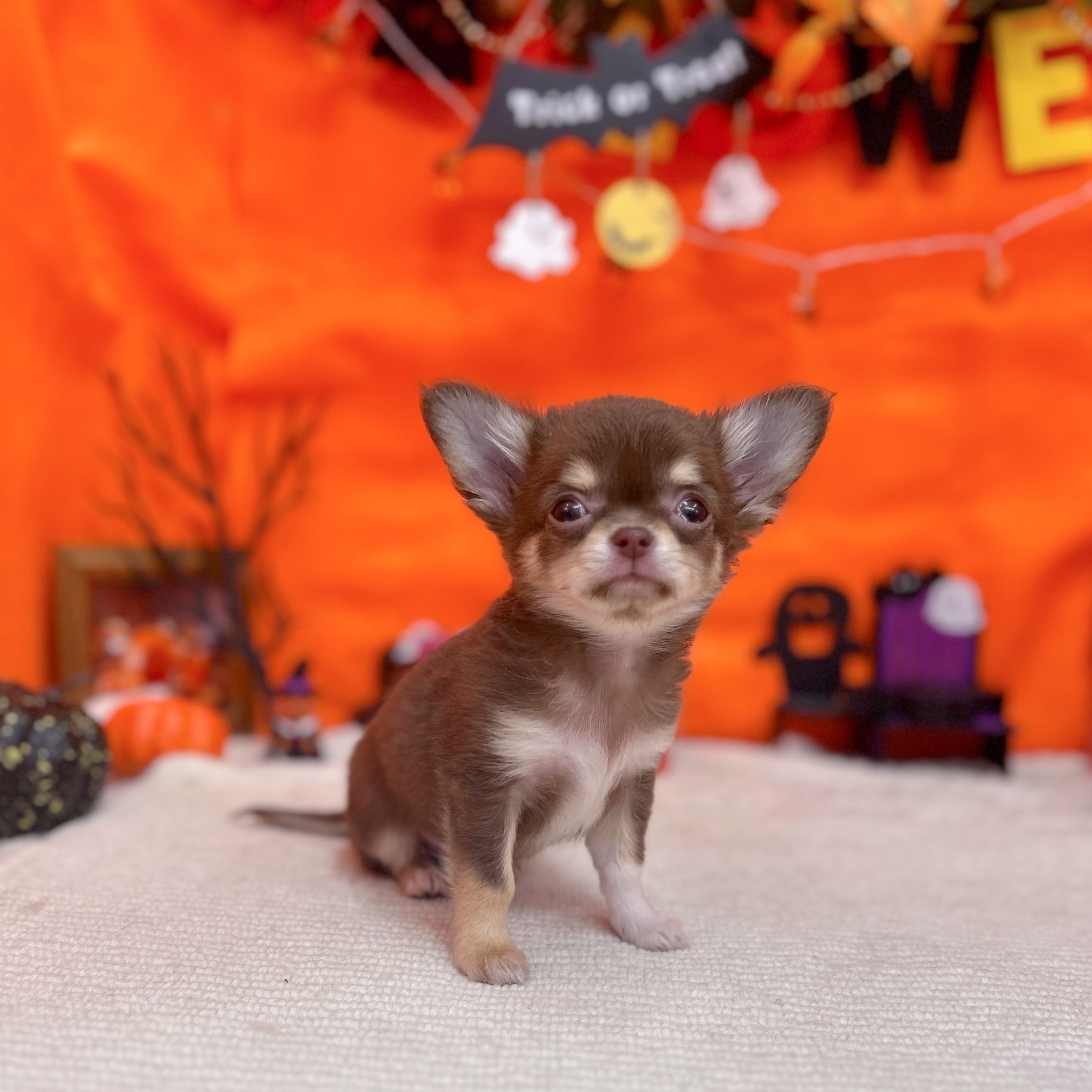 岐阜県のチワワ(ロング) (犬の家＆猫の里岐南店/2025年9月9日生まれ/女の子/チョコレートクリームホワイト)の子犬の4枚目の画像