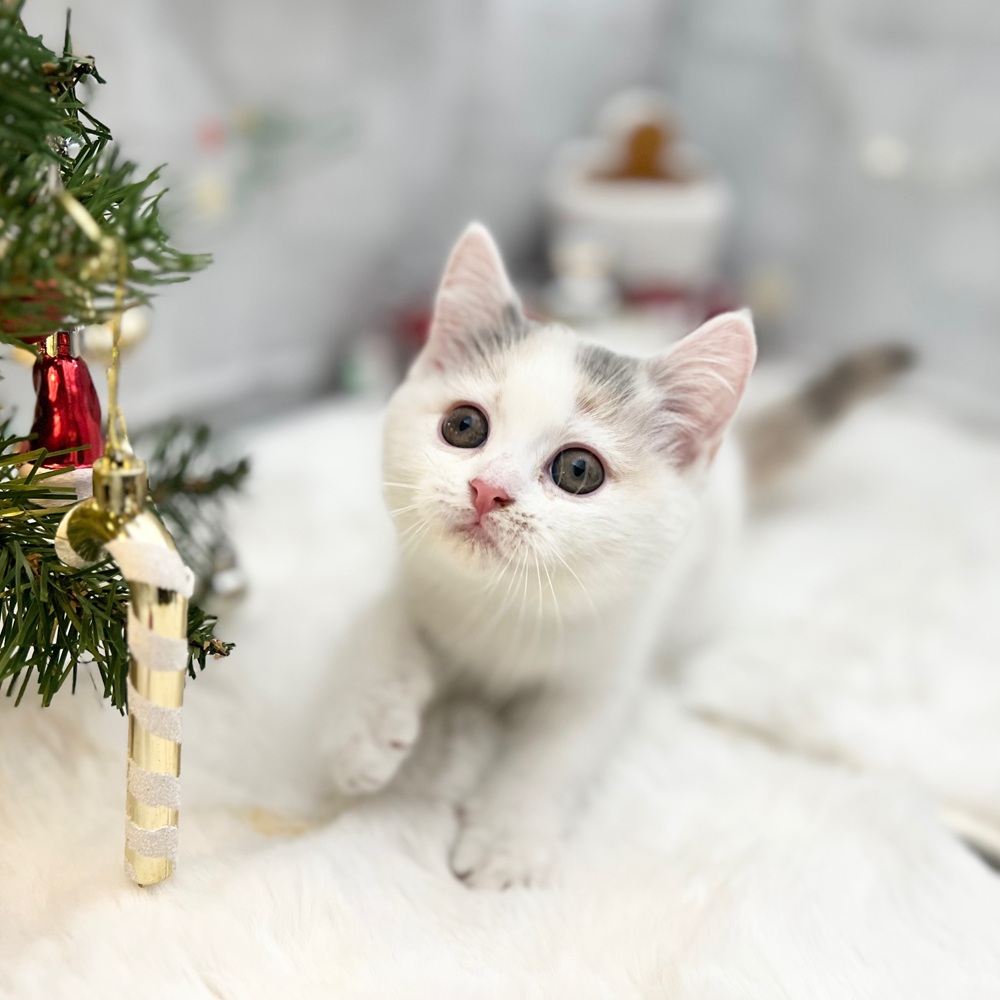 静岡県のマンチカン (犬の家＆猫の里MEGAドン・キホーテ袋井店/2025年9月4日生まれ/女の子/ダイリュートキャリコ)の子猫の4枚目の画像