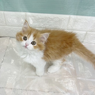 静岡県のスコティッシュストレート (犬の家＆猫の里マークイズ静岡店/2025年9月13日生まれ/男の子/レッドタビーホワイト)の子猫の4枚目の画像