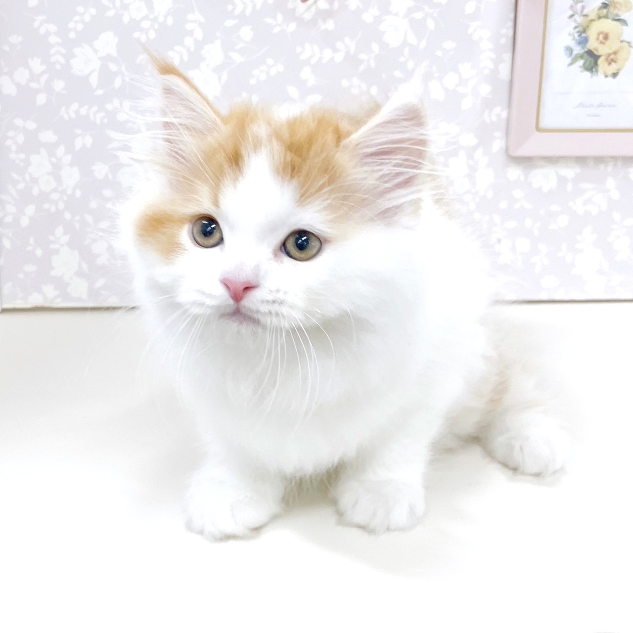 富山県のスコティッシュストレート (犬の家＆猫の里アミーゴ高岡蓮花寺店/2025年9月13日生まれ/男の子/レッドタビーホワイト)の子猫の4枚目の画像