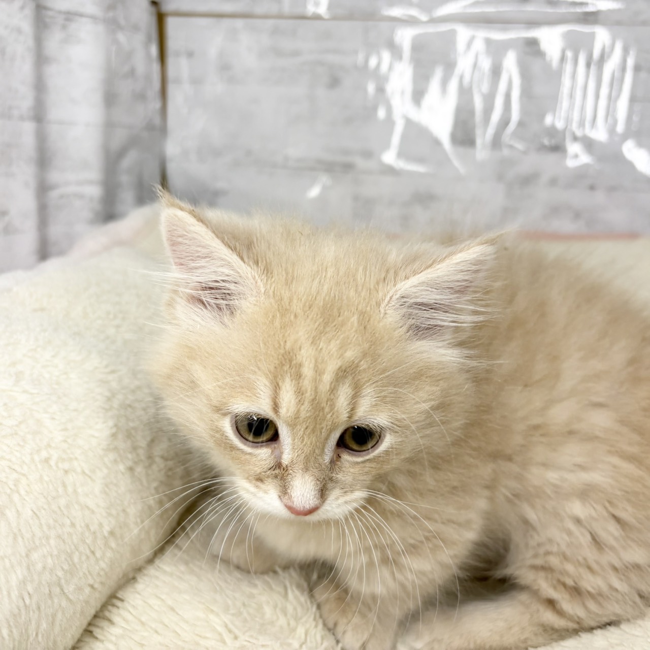 長野県のマンチカン (犬の家＆猫の里塩尻店/2025年9月12日生まれ/男の子/クリームタビー)の子猫の4枚目の画像
