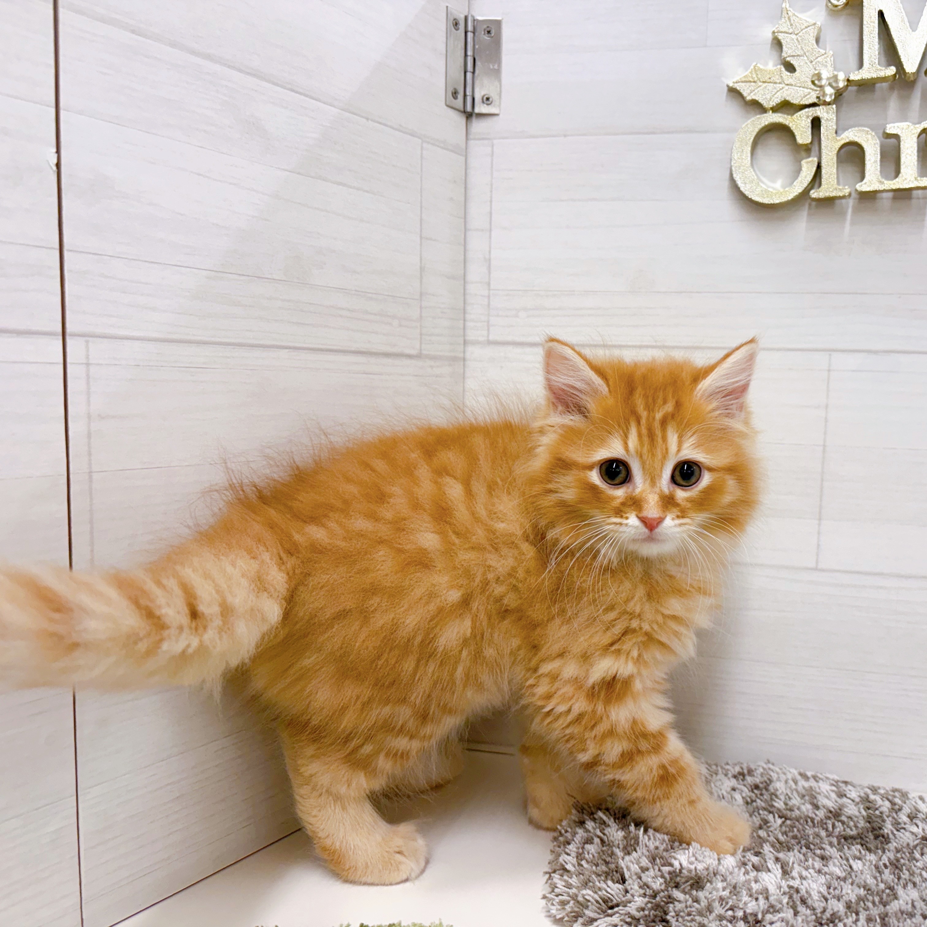 石川県のマンチカン (犬の家＆猫の里アミーゴ金沢おこばた店/2025年9月12日生まれ/男の子/レッドタビー)の子猫の4枚目の画像