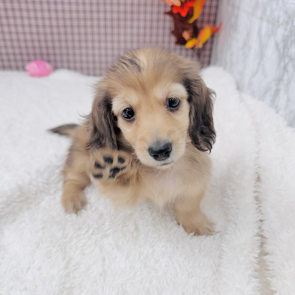 愛知県のカニンヘンダックスフンド(ロング) (犬の家＆猫の里エアポートウォーク店/2025年9月6日生まれ/女の子/シェーデットイエロー)の子犬の4枚目の画像