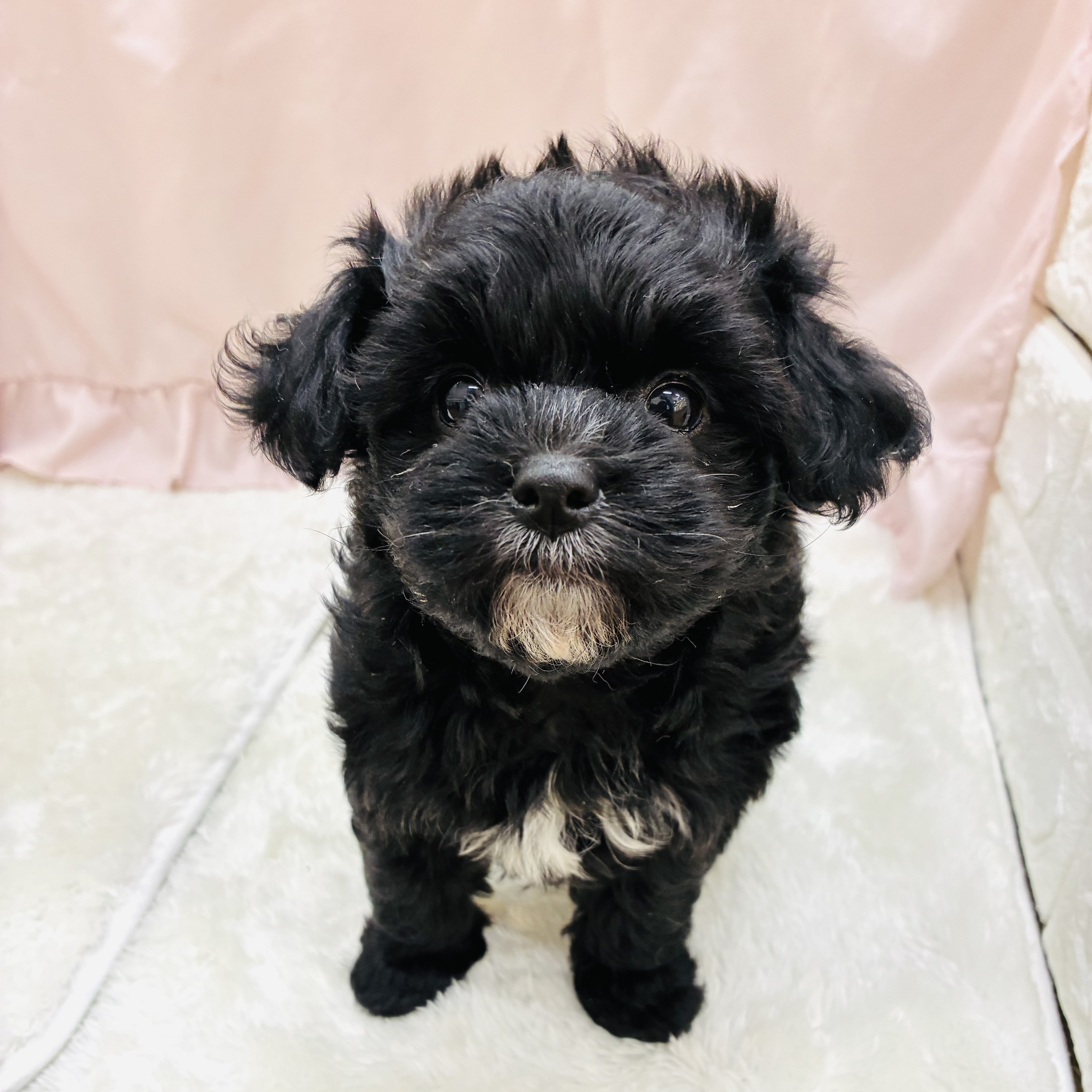 愛知県のチワプー/プーチー(チワワ×プードル) (犬の家＆猫の里アミーゴ神の倉店/2025年9月10日生まれ/女の子/ブラックホワイト)の子犬の4枚目の画像