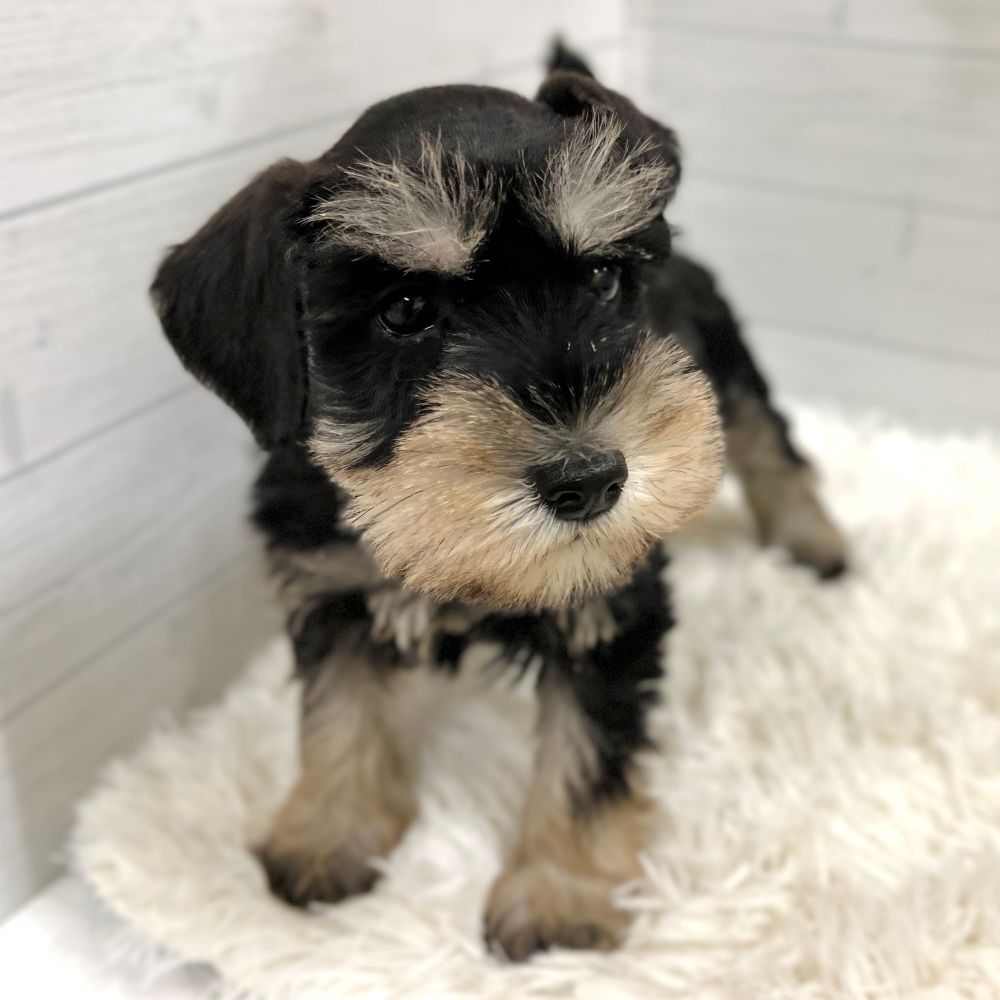 愛知県のミニチュアシュナウザー (犬の家＆猫の里豊田店/2025年9月13日生まれ/男の子/ブラックシルバー)の子犬の4枚目の画像