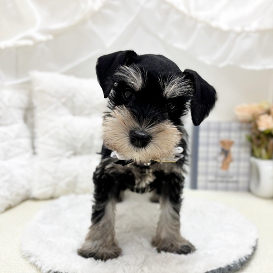 岐阜県のミニチュアシュナウザー (犬の家＆猫の里カラフルタウン岐阜店/2025年9月13日生まれ/女の子/ブラックシルバー)の子犬の4枚目の画像