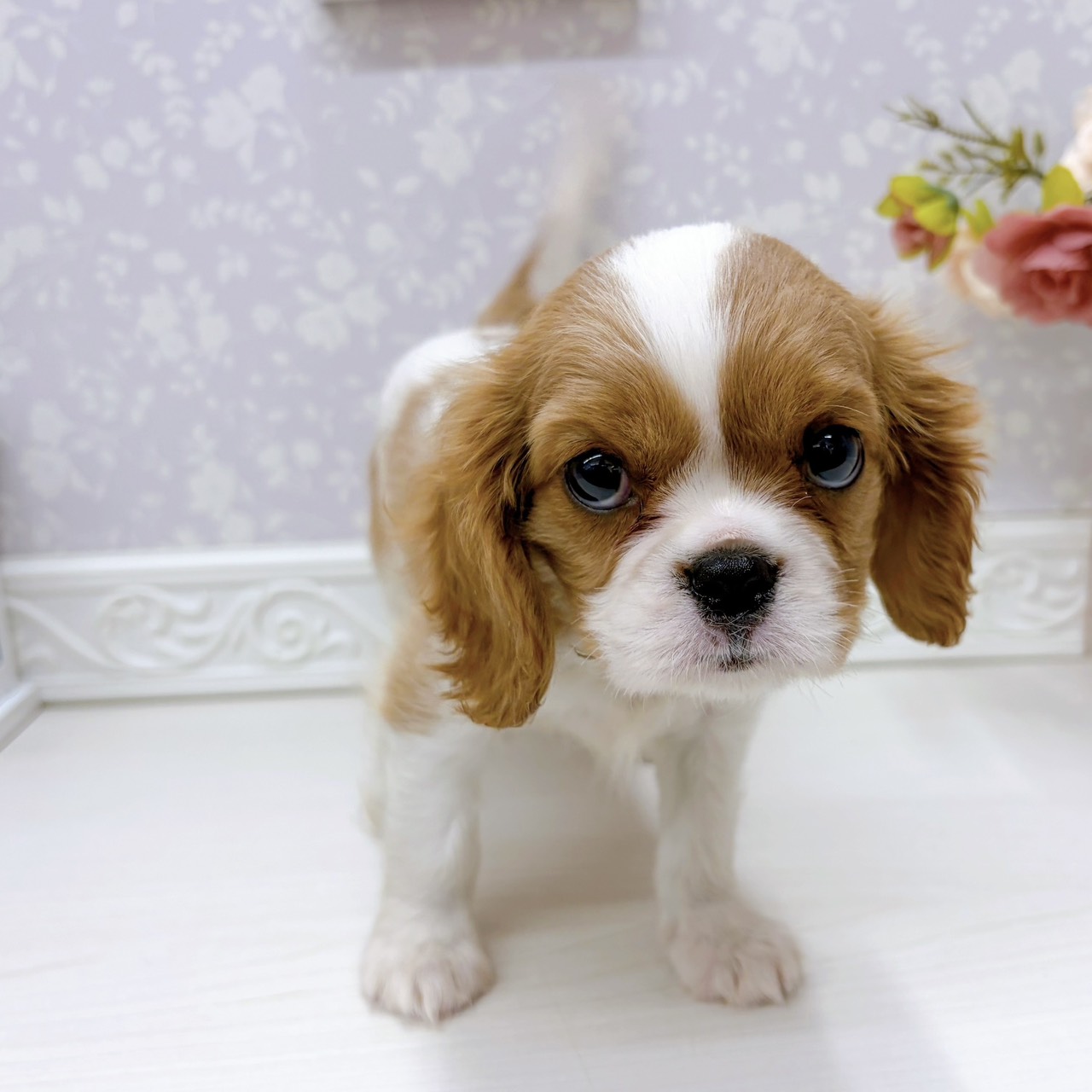 富山県のキャバリアキングチャールズスパニエル (犬の家＆猫の里アミーゴ山室店/2025年9月12日生まれ/女の子/ブレンハイム)の子犬の4枚目の画像