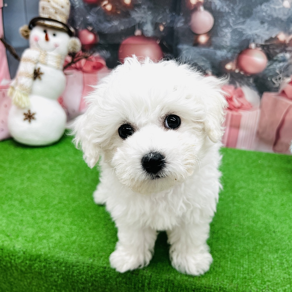 愛知県のビションフリーゼ (犬の家＆猫の里名古屋天白店/2025年9月7日生まれ/男の子/ホワイト)の子犬の4枚目の画像