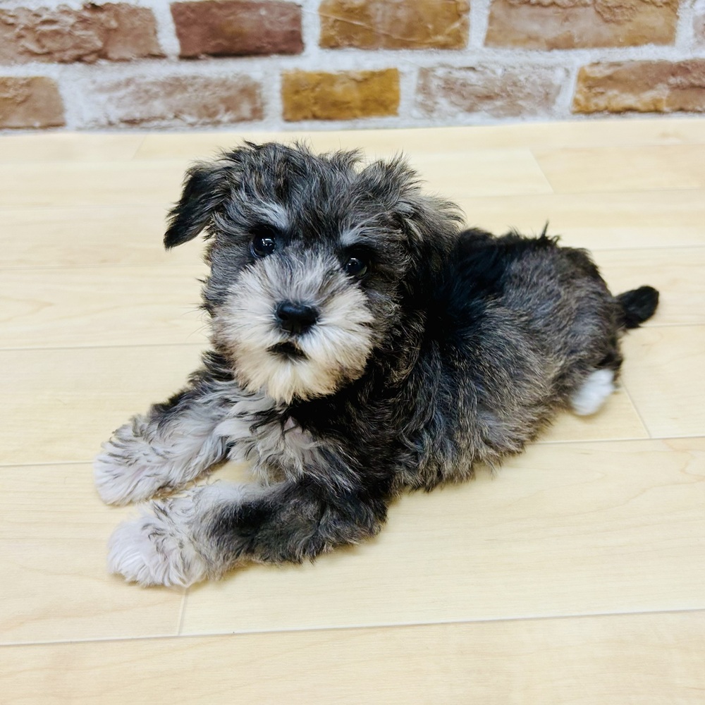 愛知県のハーフ犬・ミックス犬 (犬の家＆猫の里七宝店/2025年9月15日生まれ/女の子/ソルトペッパー)の子犬の4枚目の画像