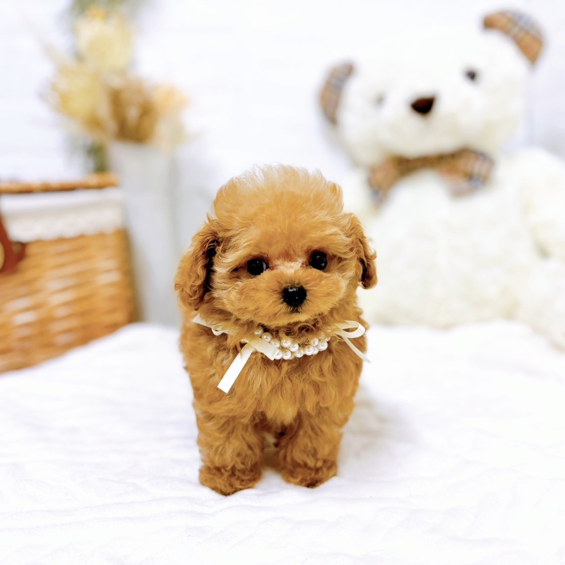 滋賀県のトイプードル(ティーカップ) (犬の家＆猫の里近江八幡店/2025年9月4日生まれ/女の子/レッド)の子犬の4枚目の画像