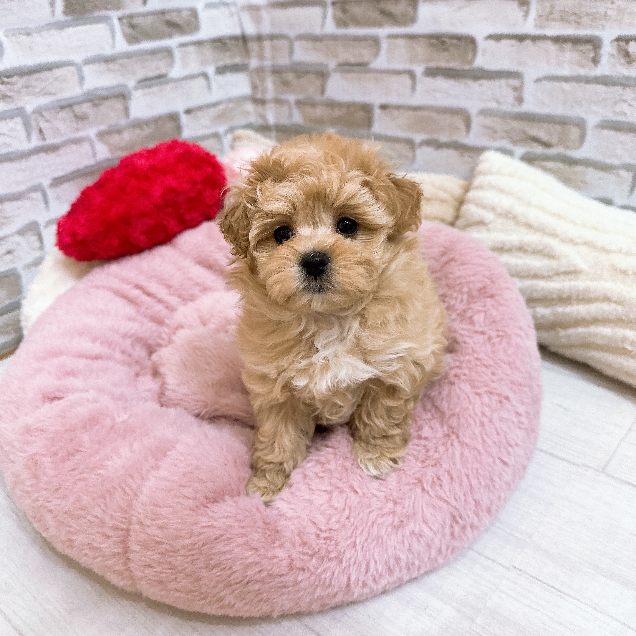 神奈川県のマルプー(マルチーズ×プードル) (犬の家＆猫の里モザイクモール港北店/2025年9月15日生まれ/女の子/アプリコット)の子犬