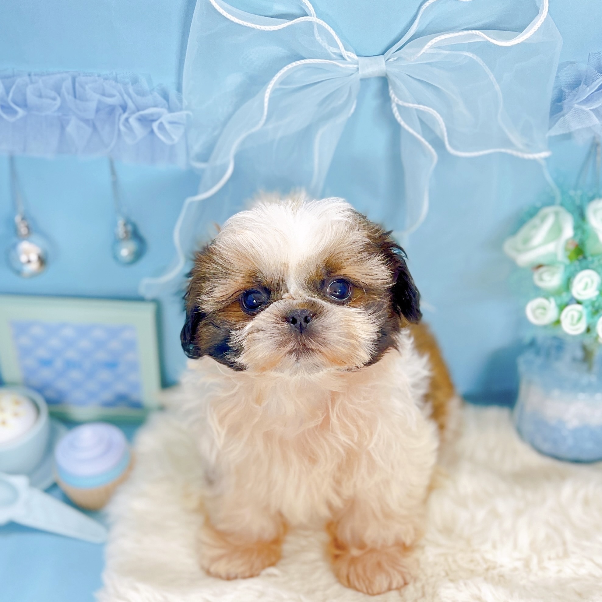 福井県のシーズー (犬の家＆猫の里アミーゴ福井大和田店/2025年9月16日生まれ/男の子/ホワイトゴールド)の子犬の4枚目の画像