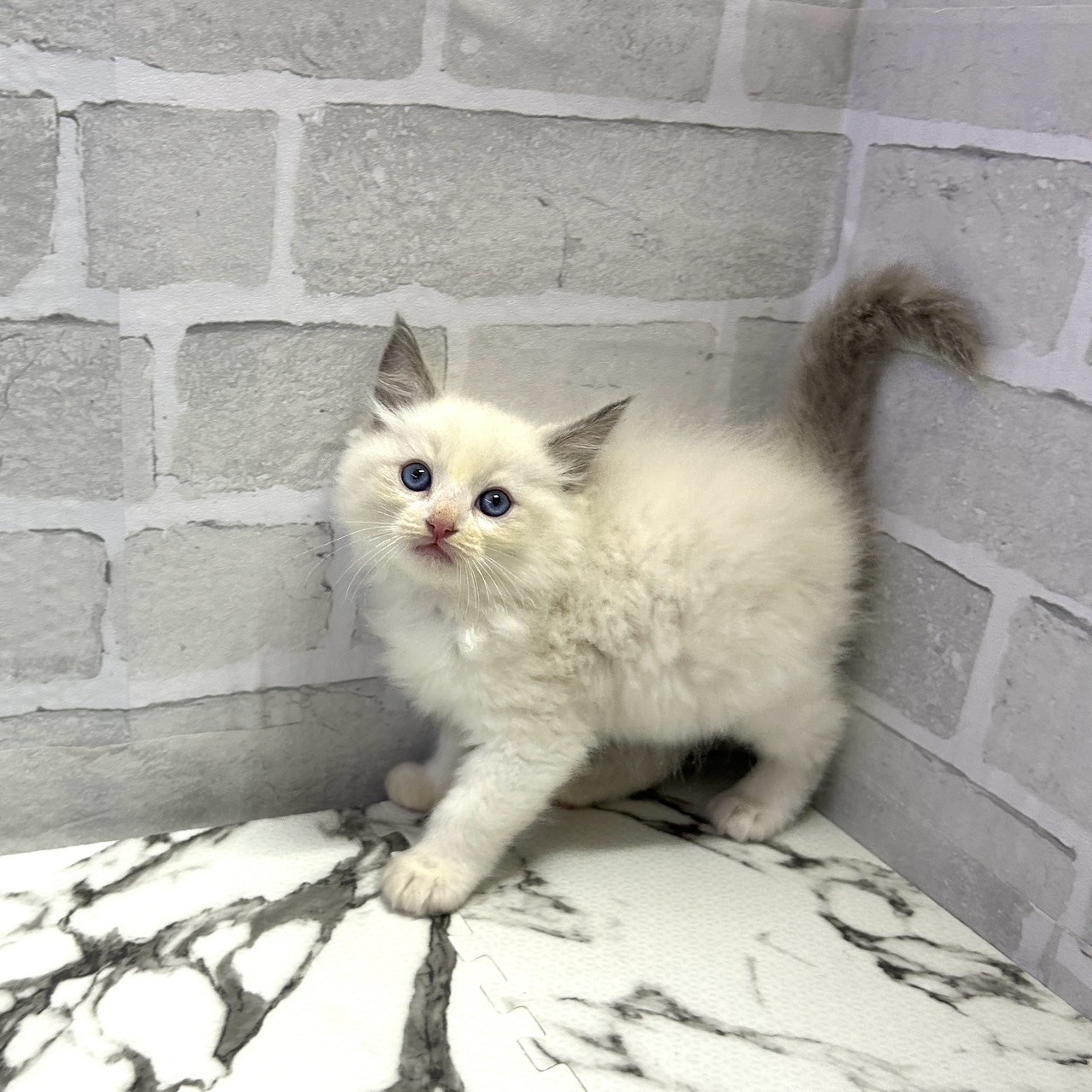 愛知県のラグドール (犬の家＆猫の里岡崎店/2025年9月16日生まれ/男の子/ブルーポイントバイカラー)の子猫の4枚目の画像