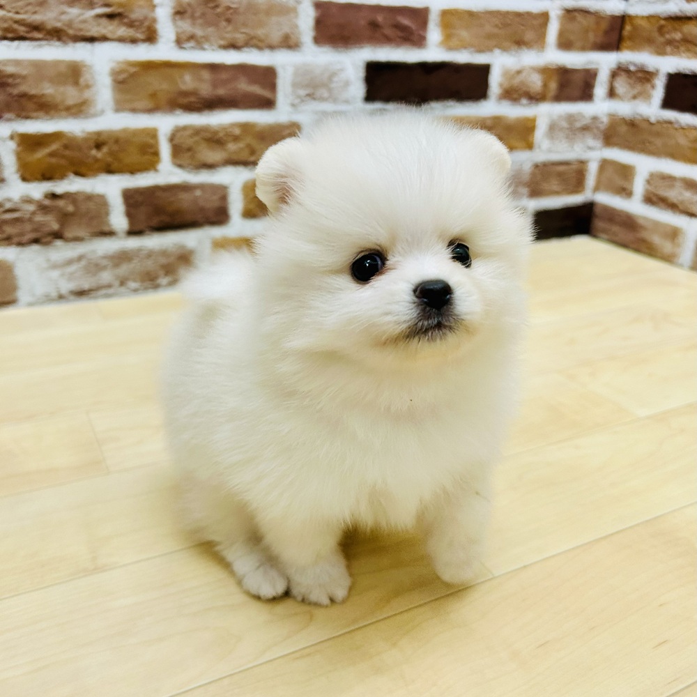 愛知県のポメラニアン (犬の家＆猫の里七宝店/2025年9月14日生まれ/男の子/ホワイト)の子犬の4枚目の画像