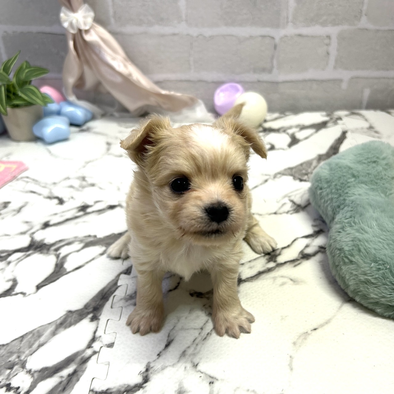 愛知県のチワマル/マルチワ(チワワ×マルチーズ) (犬の家＆猫の里岡崎店/2025年9月15日生まれ/女の子/クリーム)の子犬の4枚目の画像