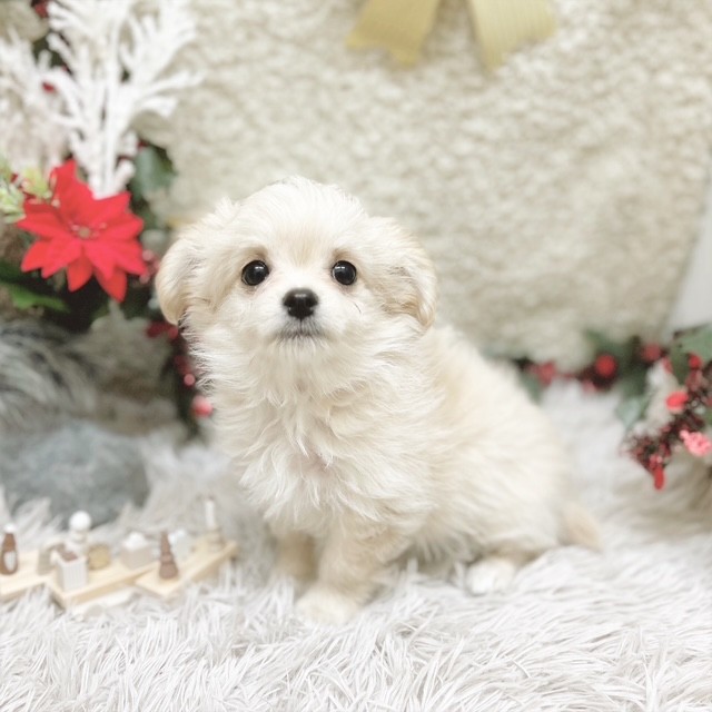 静岡県のチワマル/マルチワ(チワワ×マルチーズ) (犬の家＆猫の里藤枝店/2025年9月15日生まれ/女の子/クリーム)の子犬の4枚目の画像