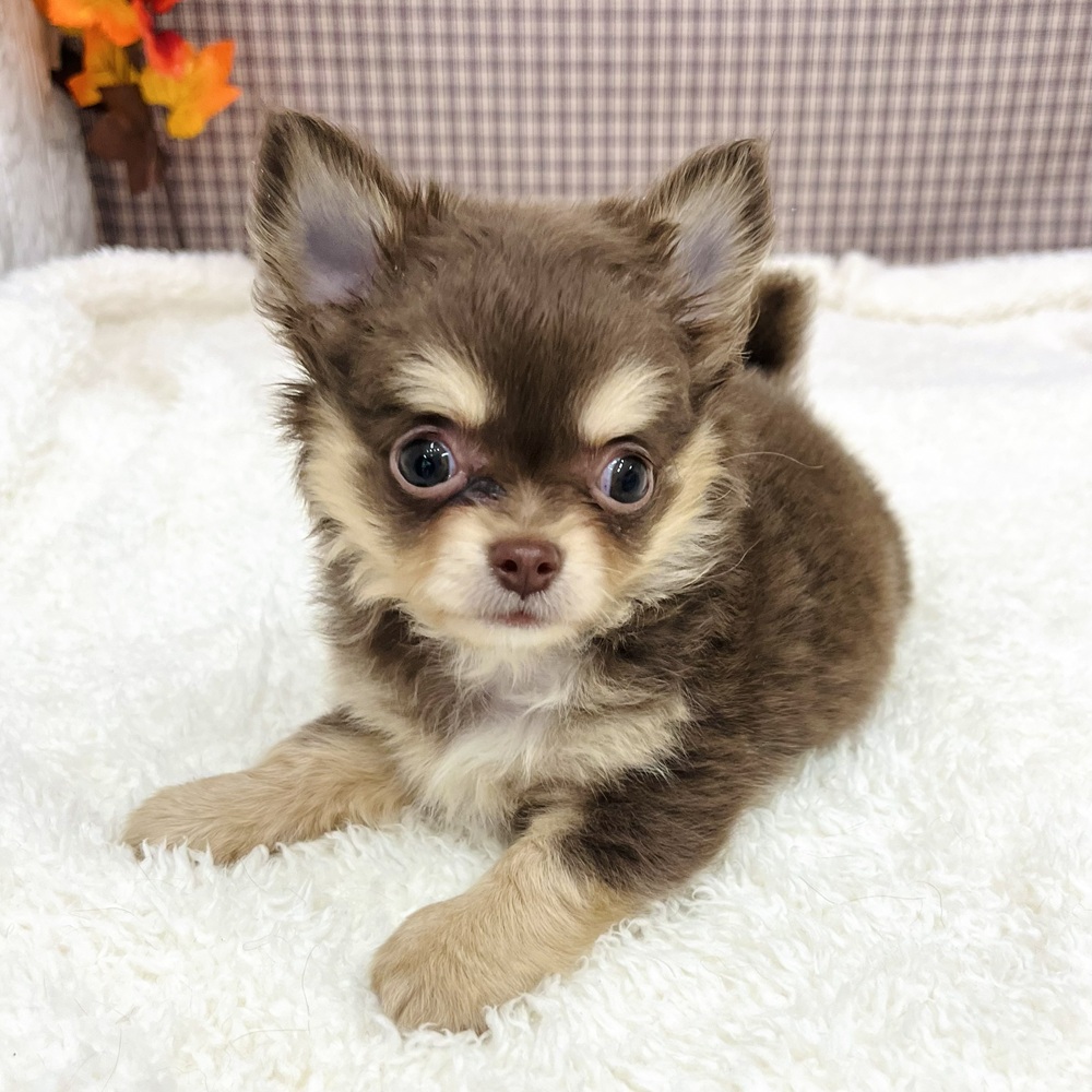 愛知県のチワワ(ロング) (犬の家＆猫の里エアポートウォーク店/2025年9月14日生まれ/男の子/チョコレートタンホワイト)の子犬の4枚目の画像