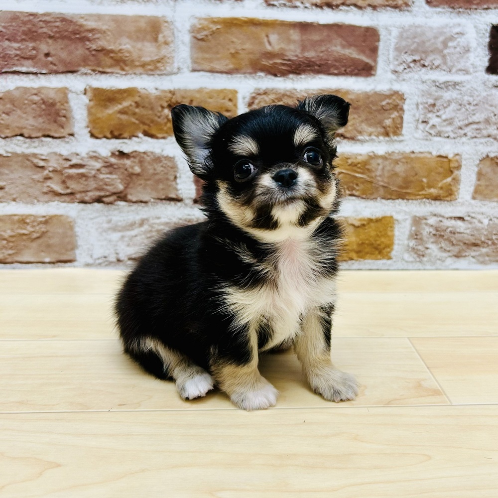 愛知県のチワワ(ロング) (犬の家＆猫の里七宝店/2025年9月15日生まれ/男の子/ブラックタンホワイト)の子犬の4枚目の画像
