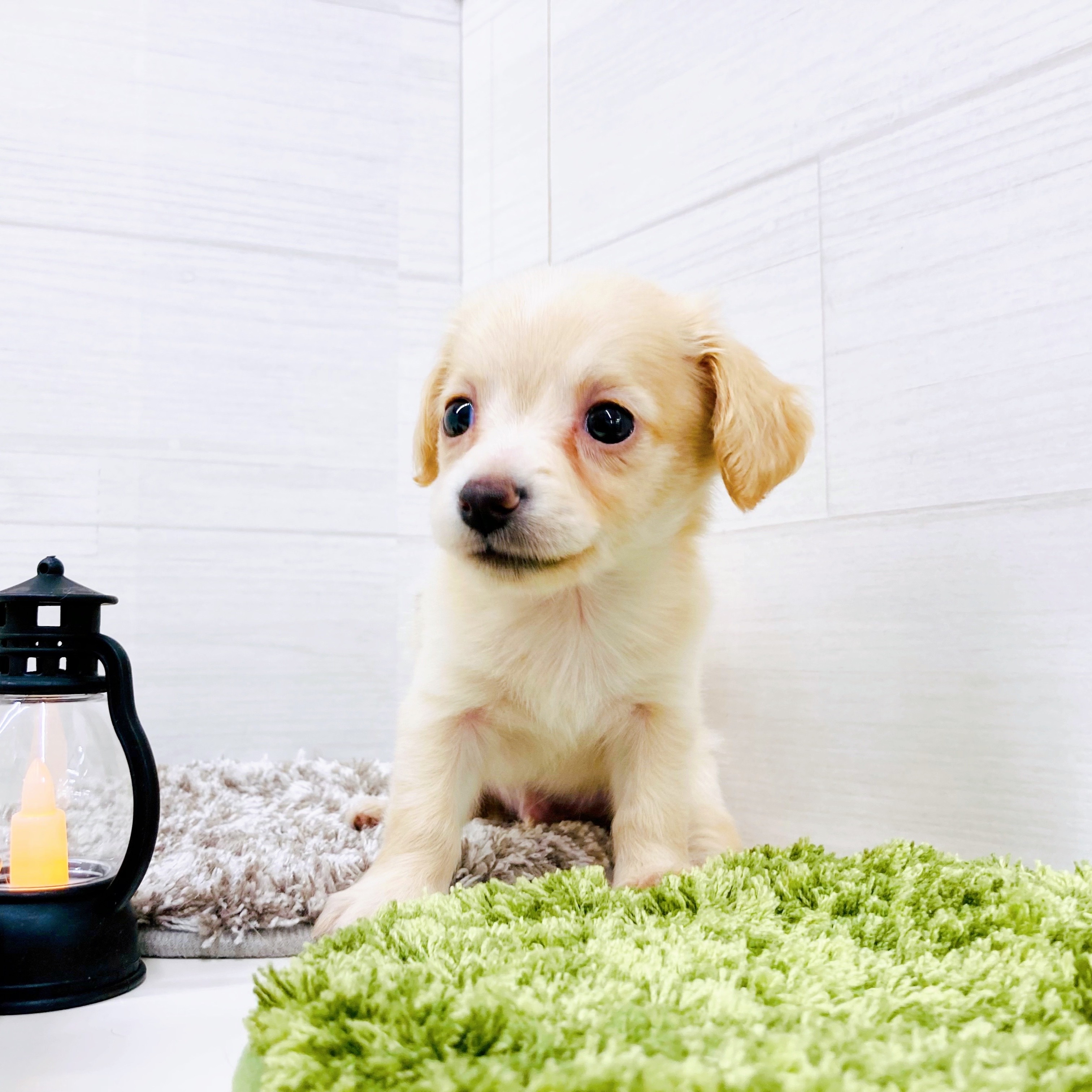 石川県のチワックス(チワワ×ダックス) (犬の家＆猫の里アミーゴ金沢おこばた店/2025年9月16日生まれ/男の子/イエロー)の子犬の4枚目の画像