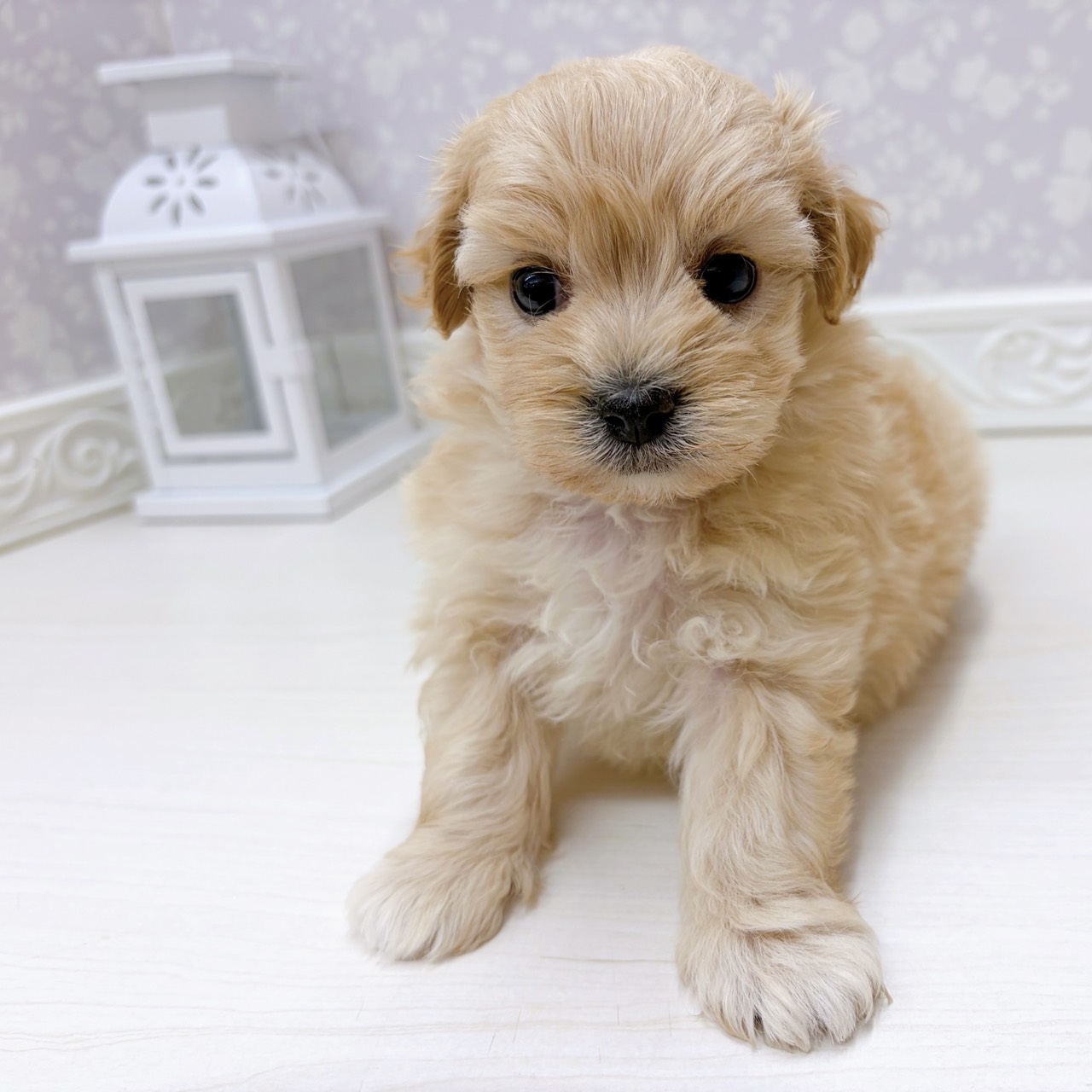 富山県のマルプー(マルチーズ×プードル) (犬の家＆猫の里アミーゴ山室店/2025年9月13日生まれ/女の子/アプリコット)の子犬の4枚目の画像