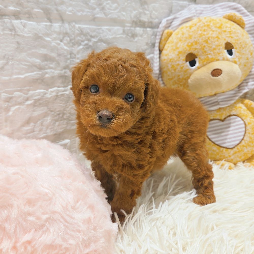 愛知県のトイプードル(トイ) (犬の家＆猫の里MiO香久山店/2025年9月15日生まれ/女の子/レッド)の子犬の4枚目の画像